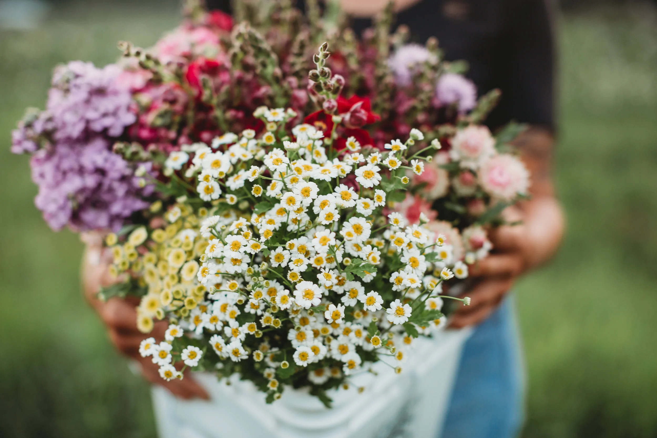 Field-Edge-Flowers-18.jpg