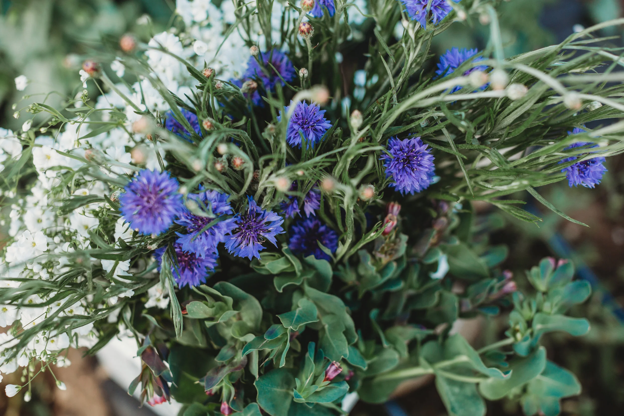 Field-Edge-Flowers-39.jpg