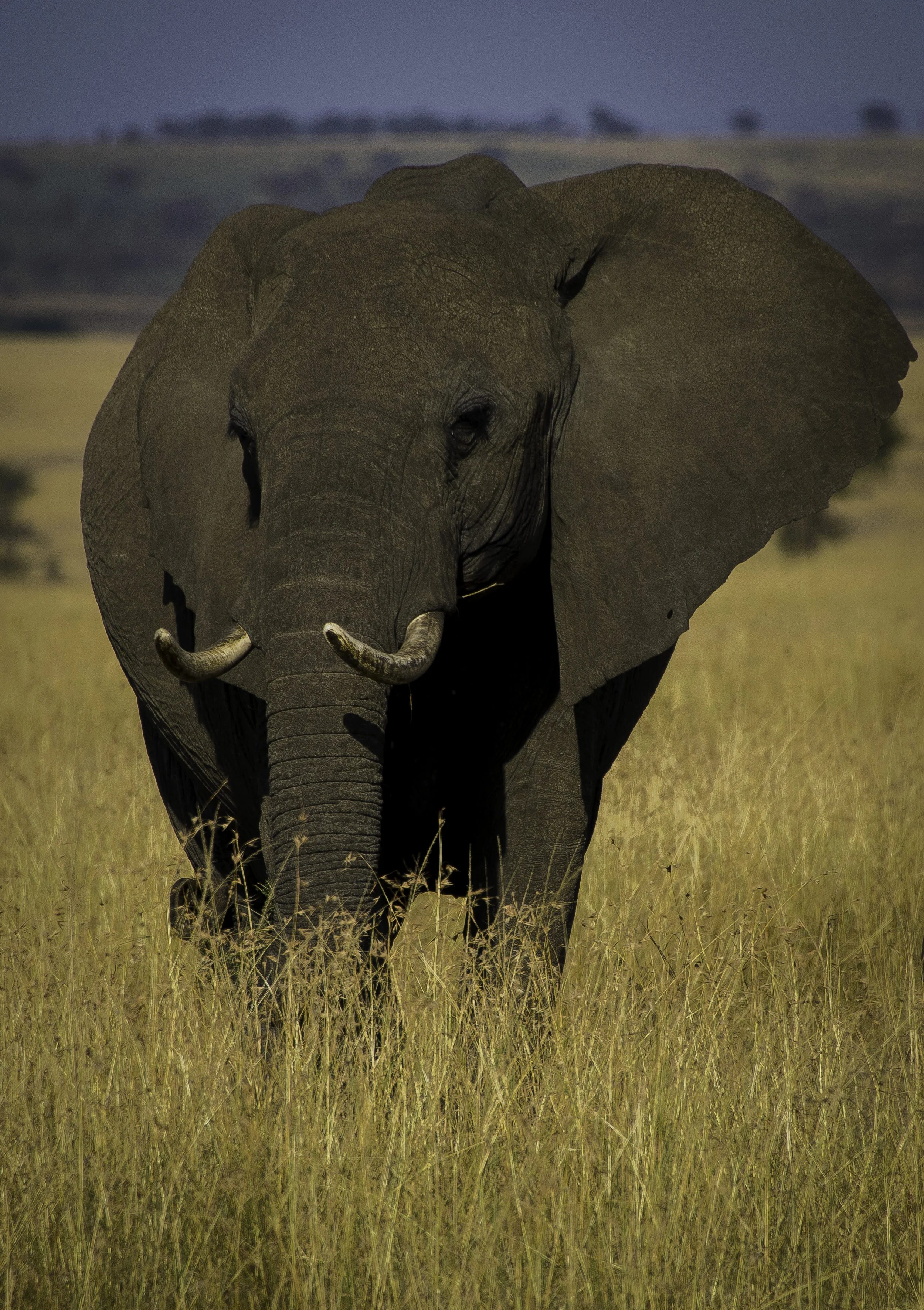 Elephant 2.jpg