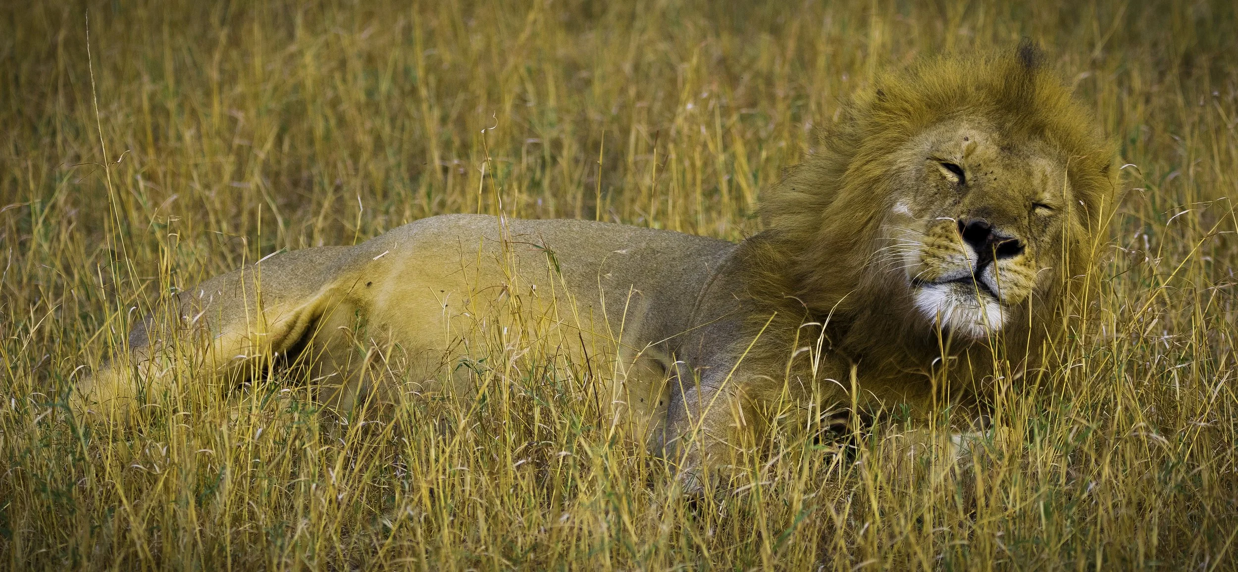 lion squint lower res.jpg