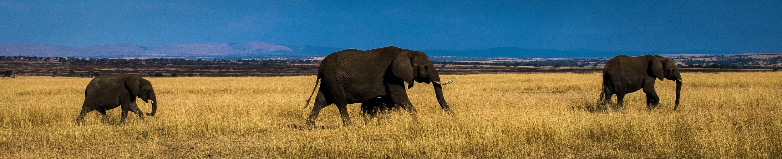 Three Wise Elephants