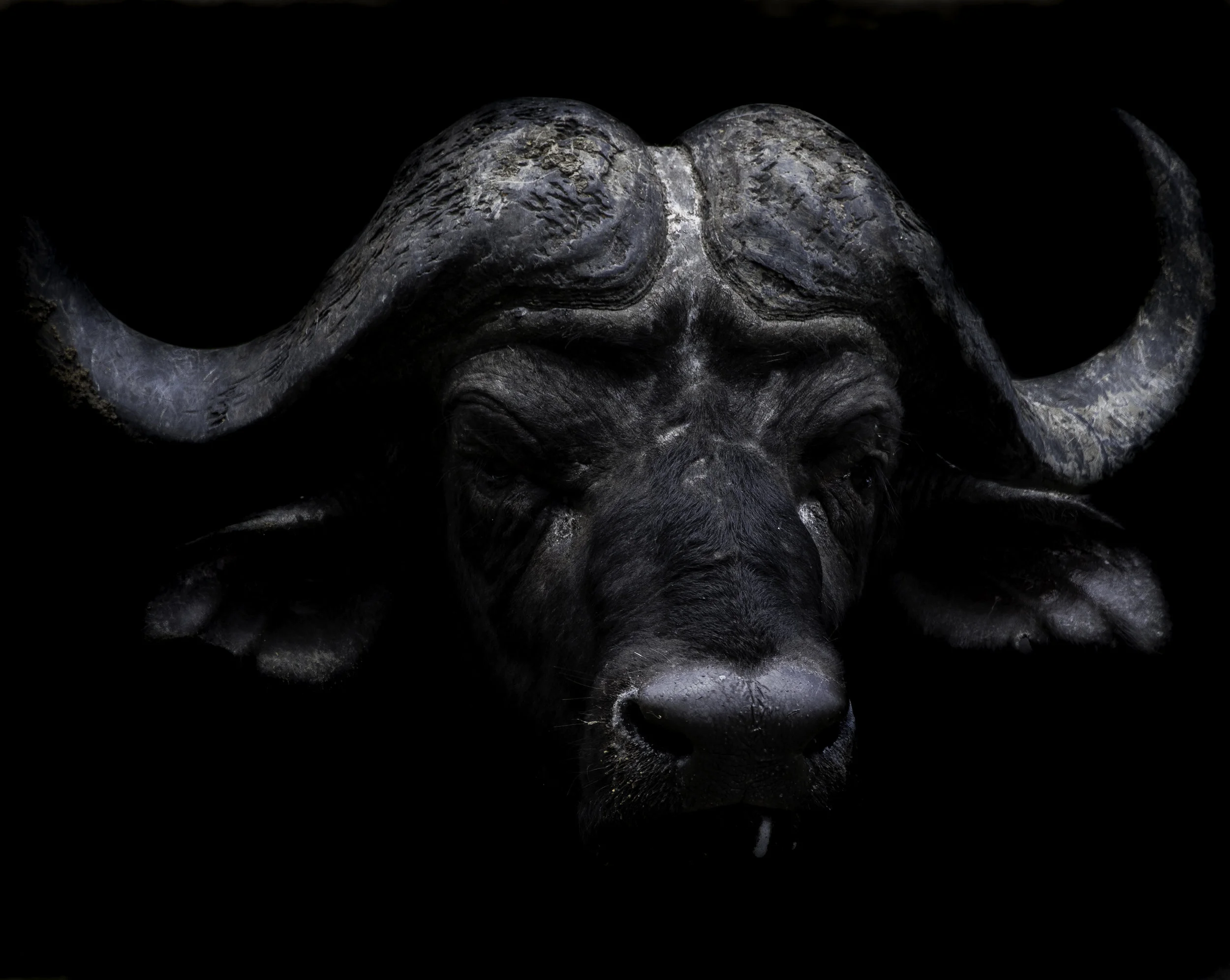water buffalo black2 (1 of 1).jpg