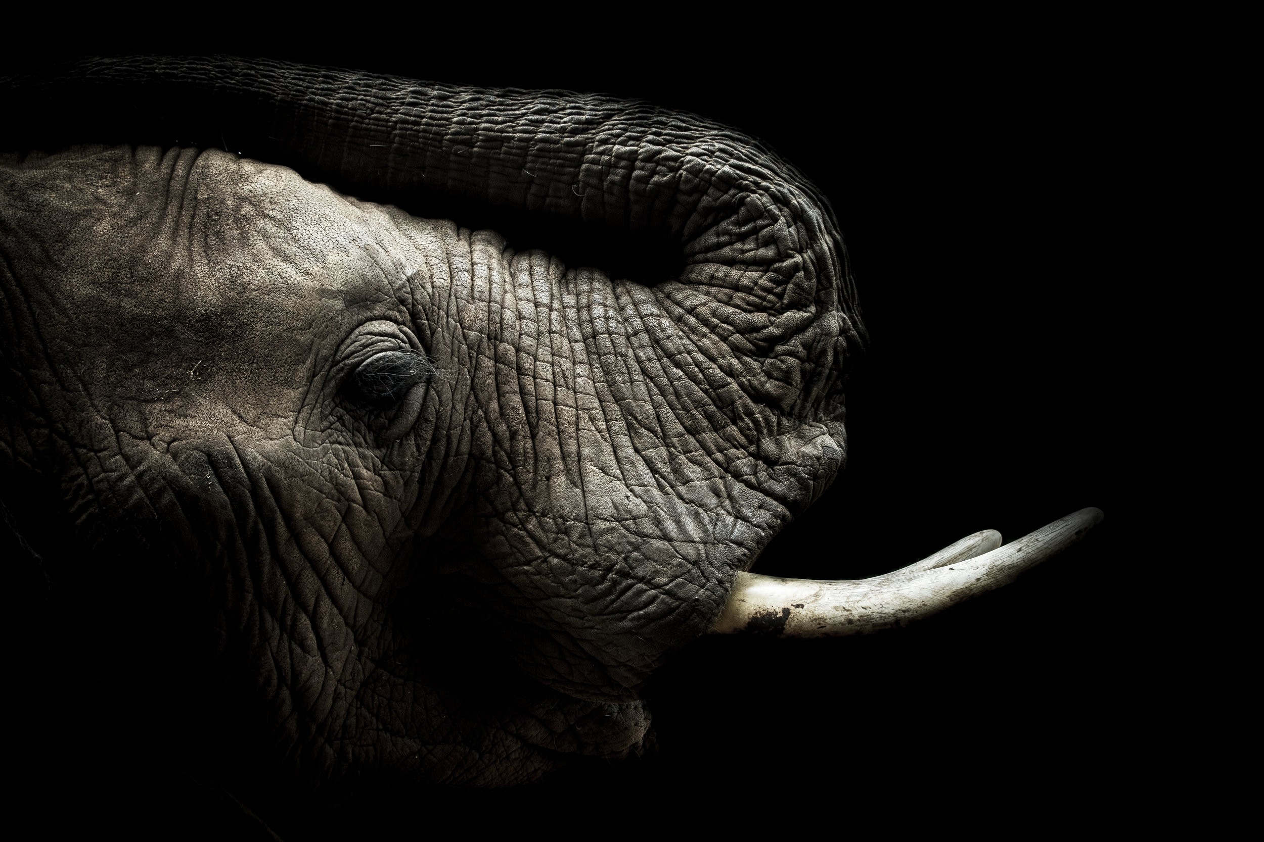 Elephant Sharp4.jpg