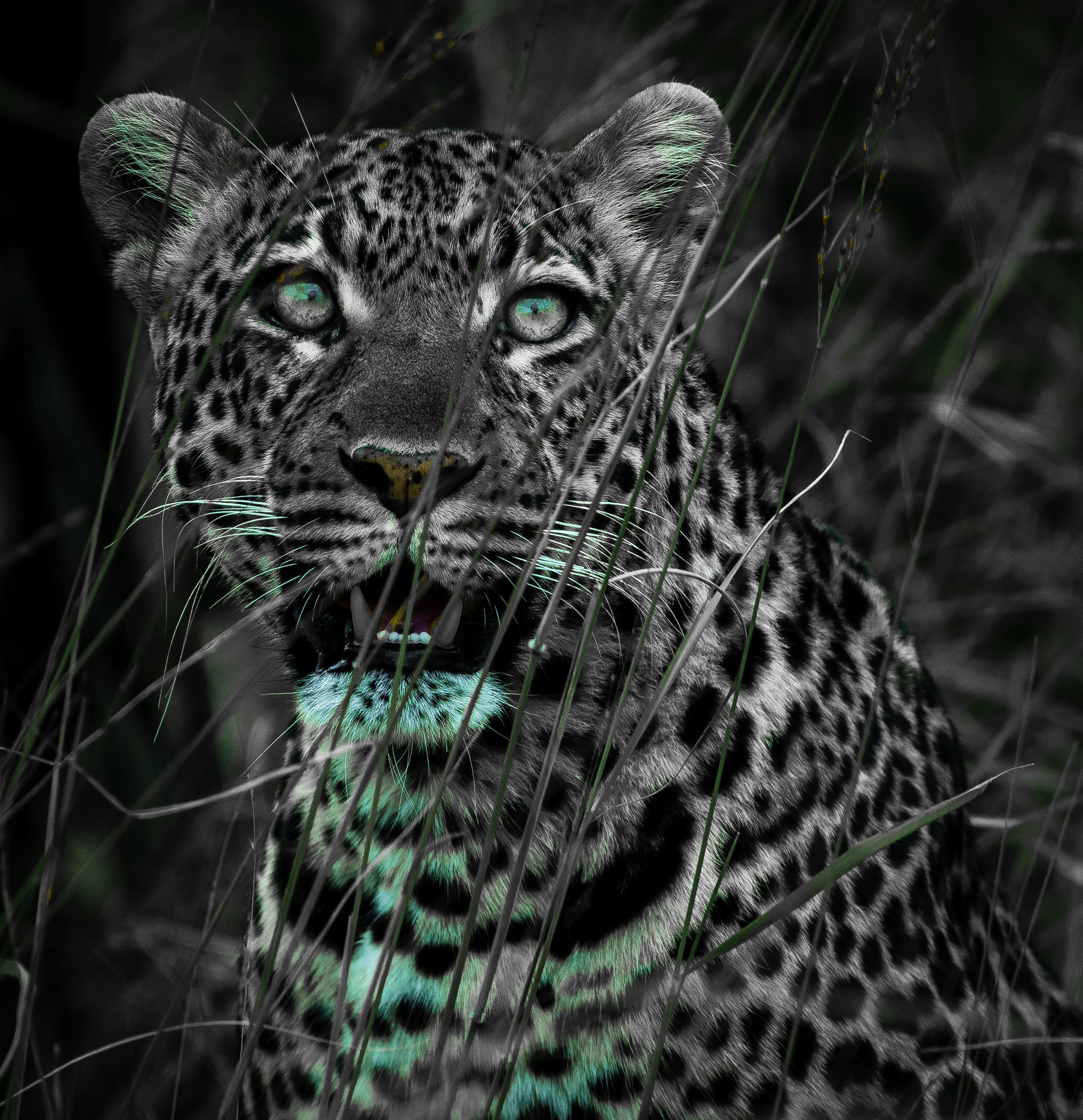 Leopard 3.jpg