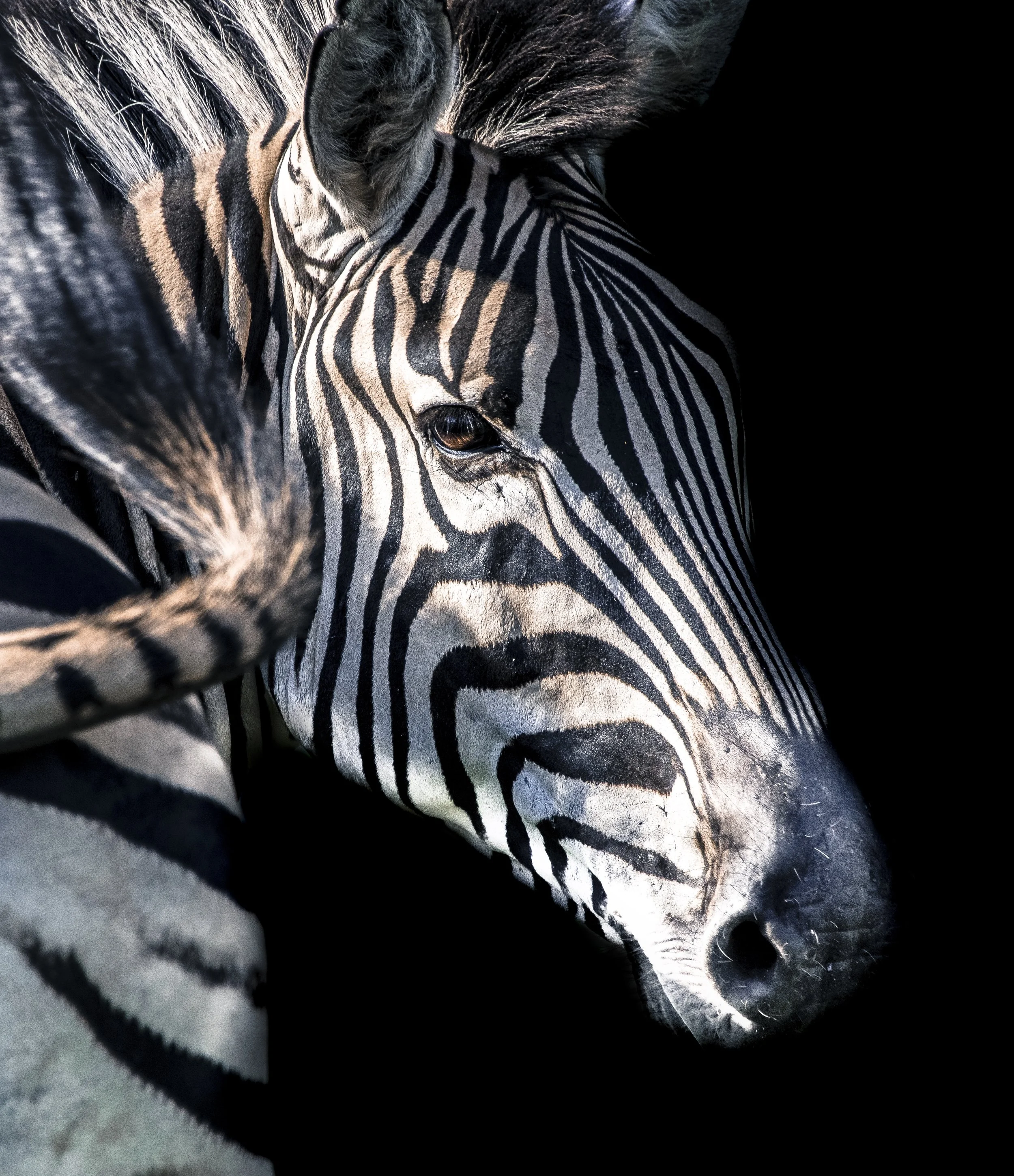 Zebrafinish3 small.jpg