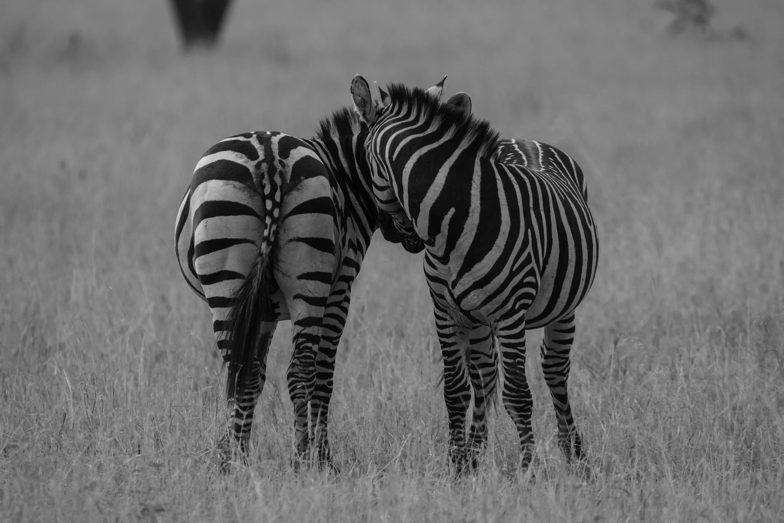 zebra front to back.jpg