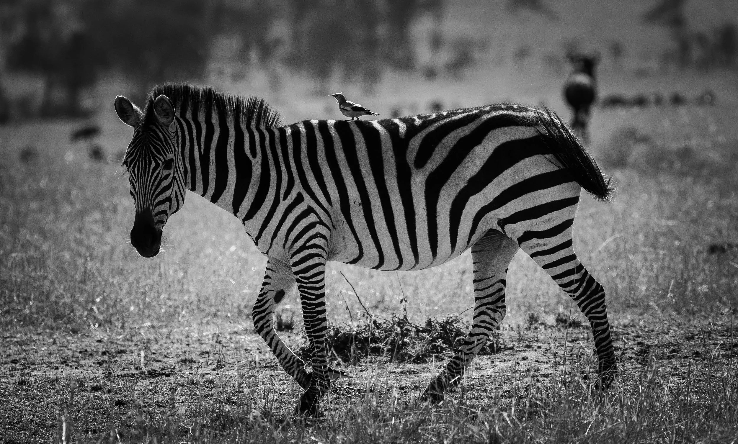 zebra bird 3.jpg