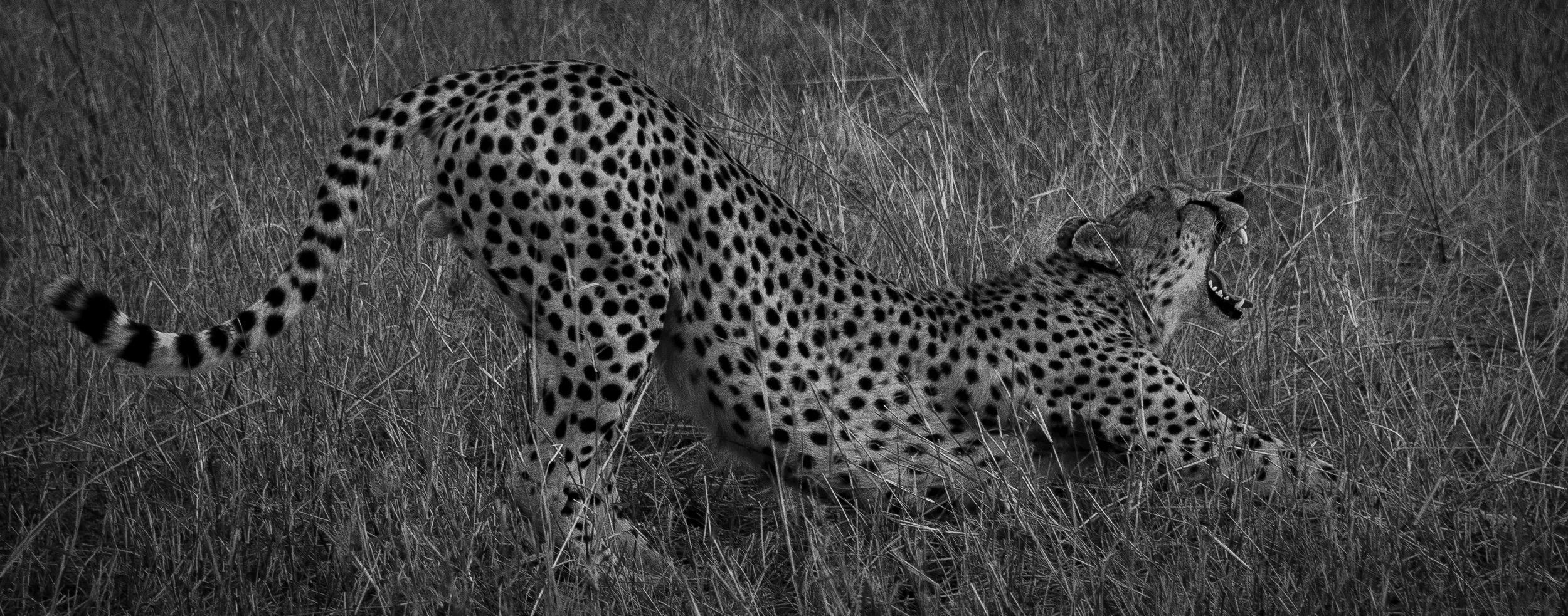 Cheetah yawn.jpg