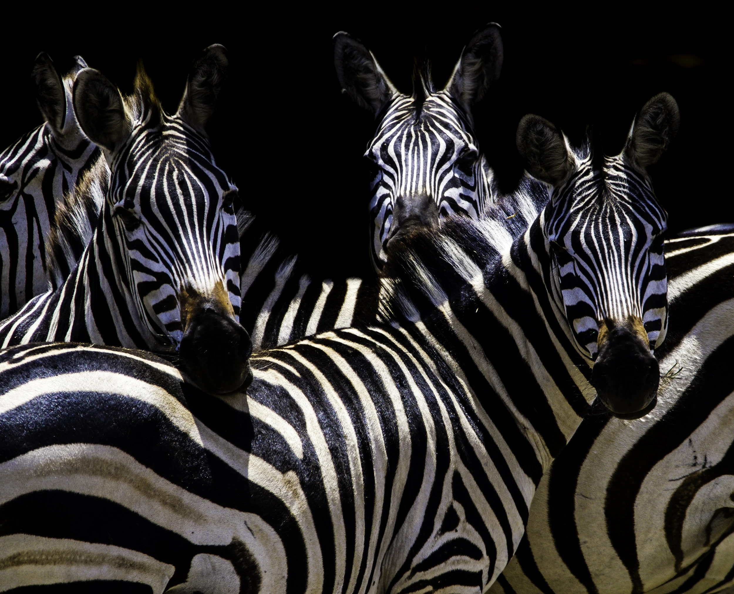 Zebra Bro's.jpg