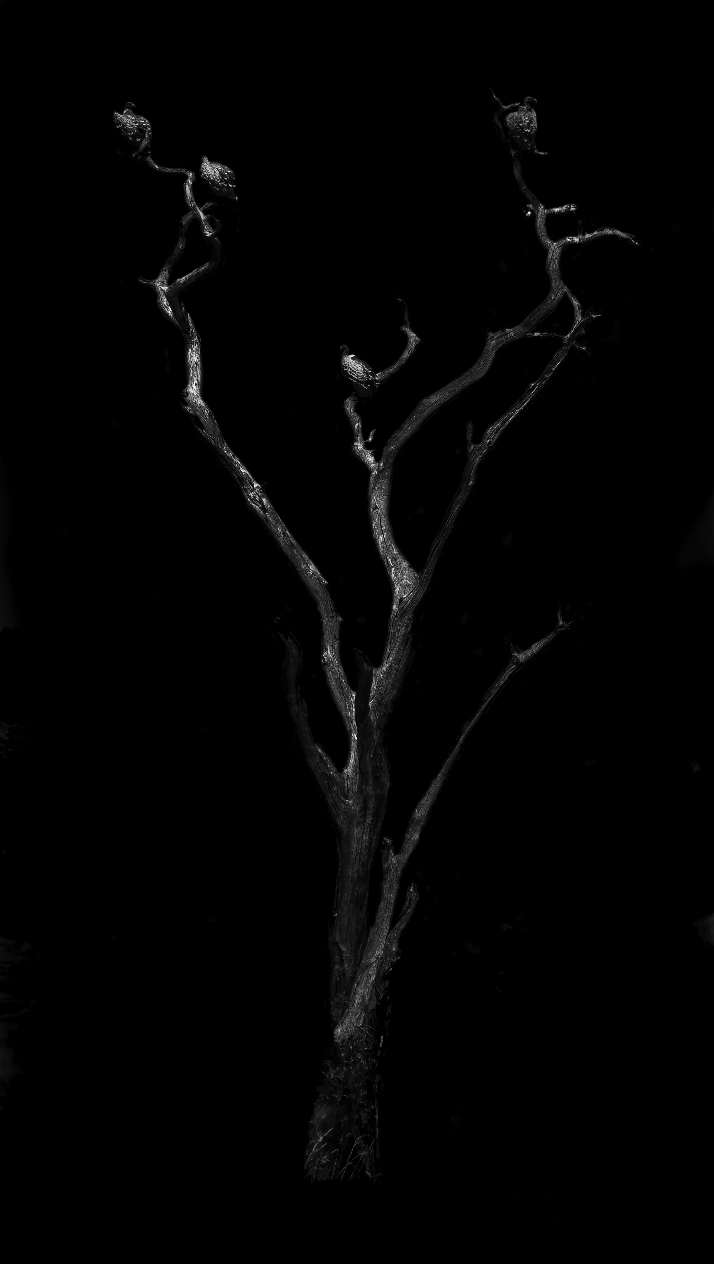 The Dead Tree B&W.jpg
