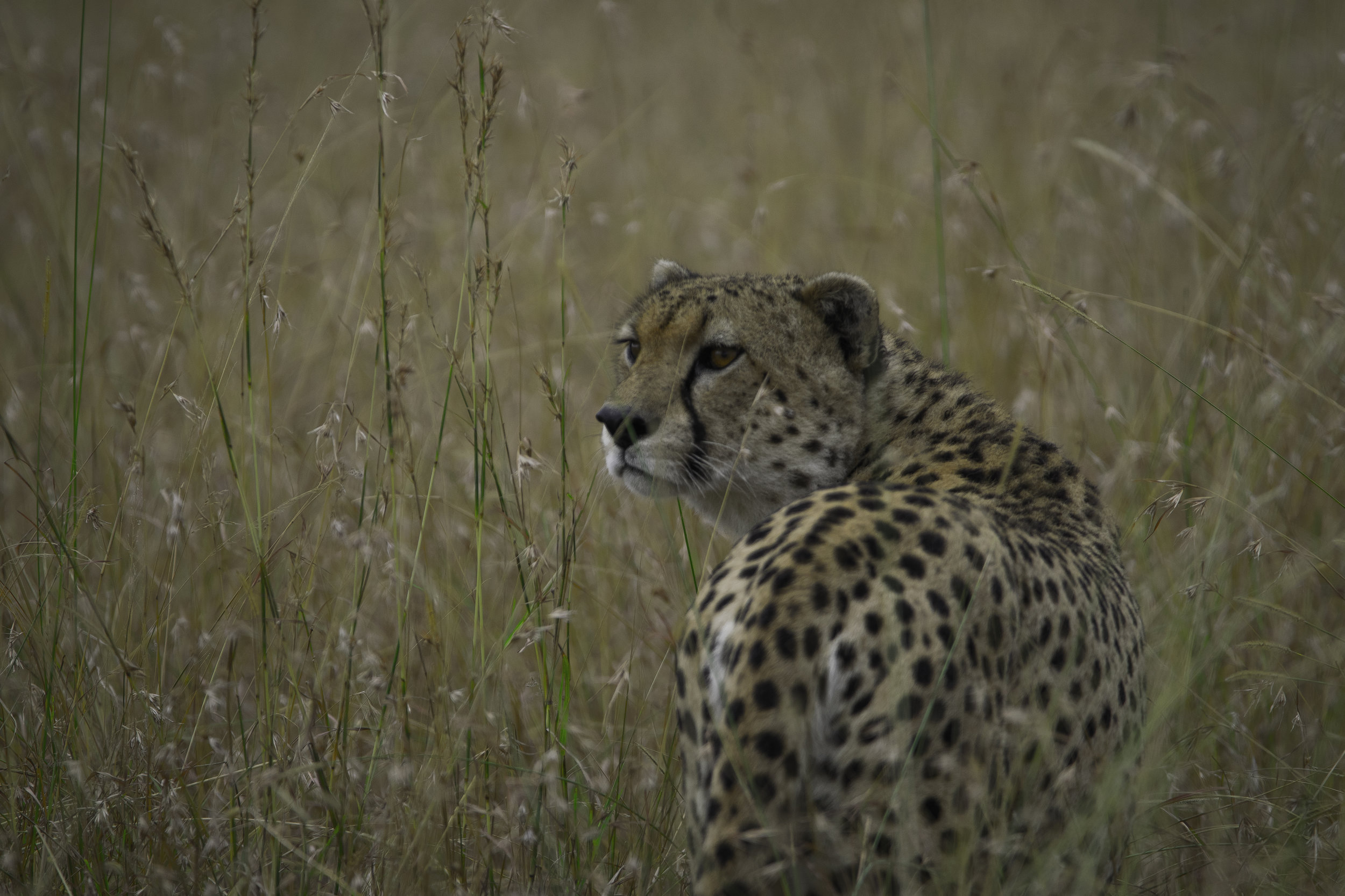 Cheetah 3.jpg