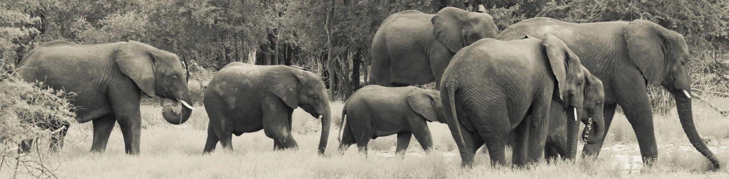 Elephant Walk Cream.jpg