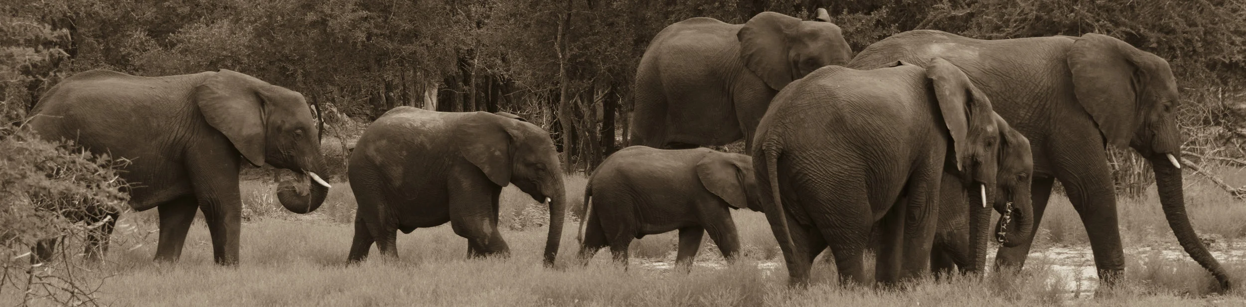 Elephant Walk Sepia.jpg