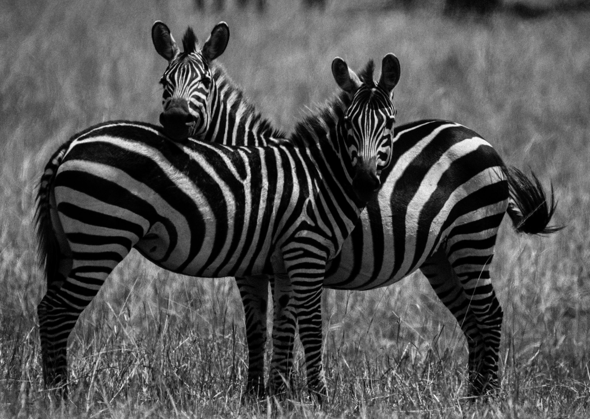 Zebra 2.jpg