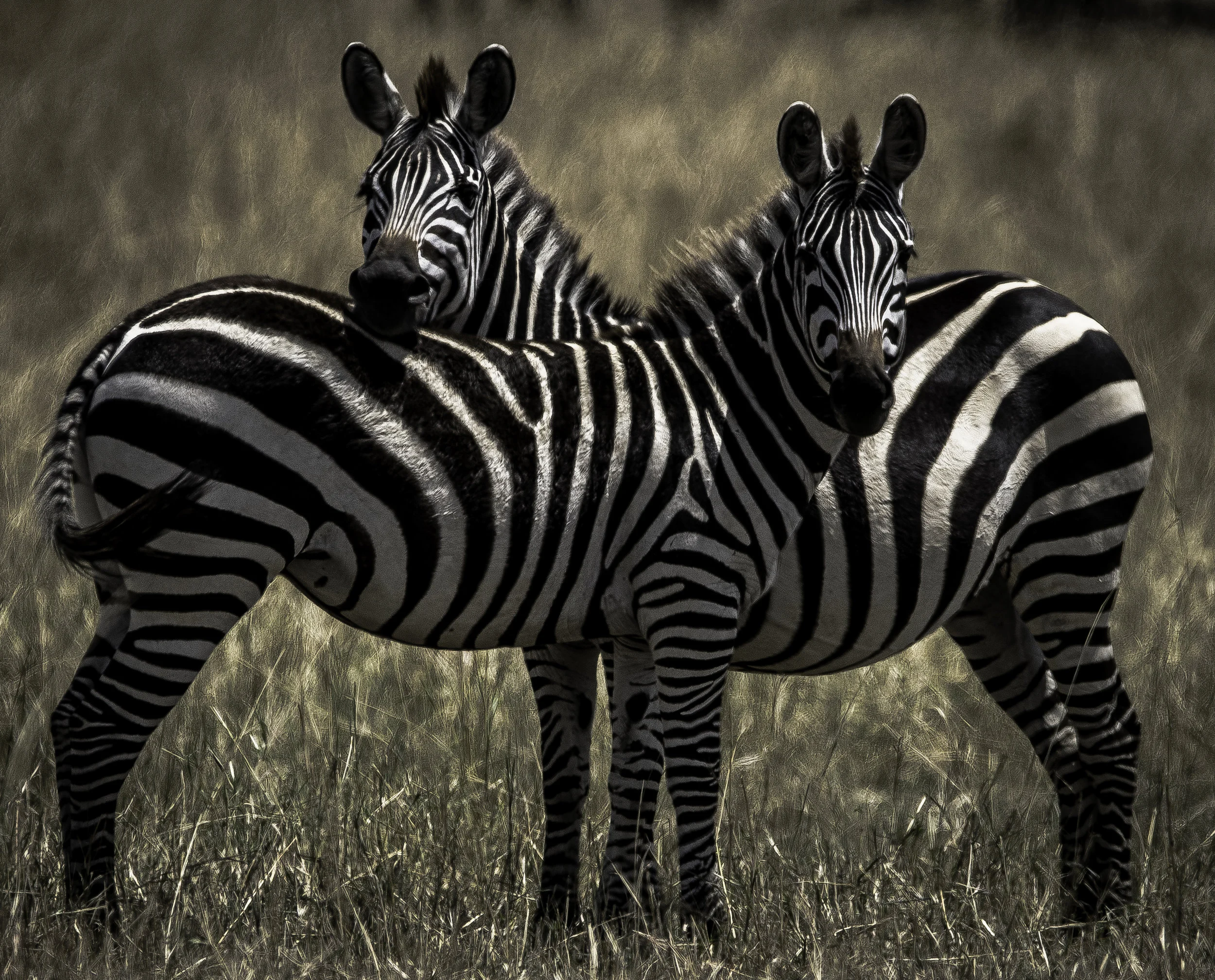 Zebra 3.jpg
