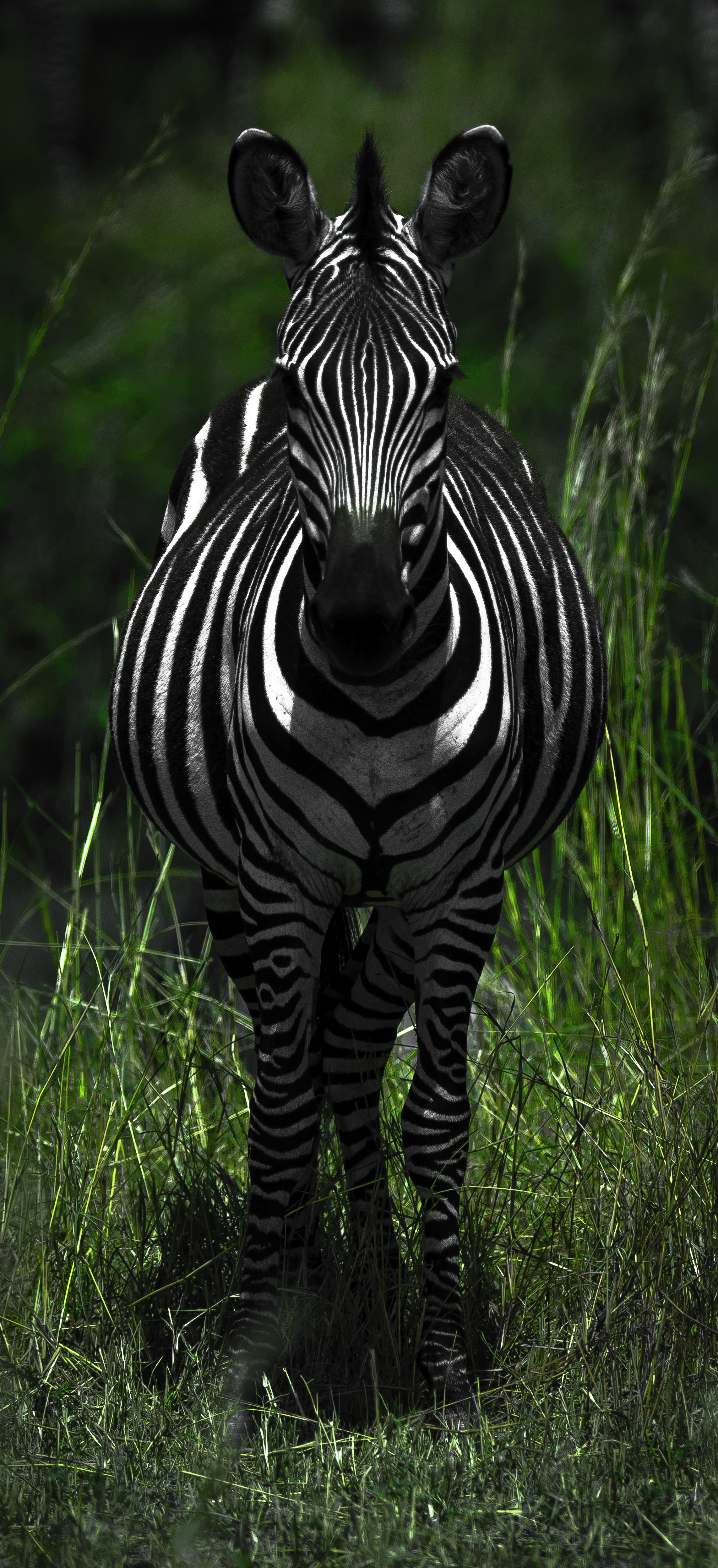 Zebra 1.jpg