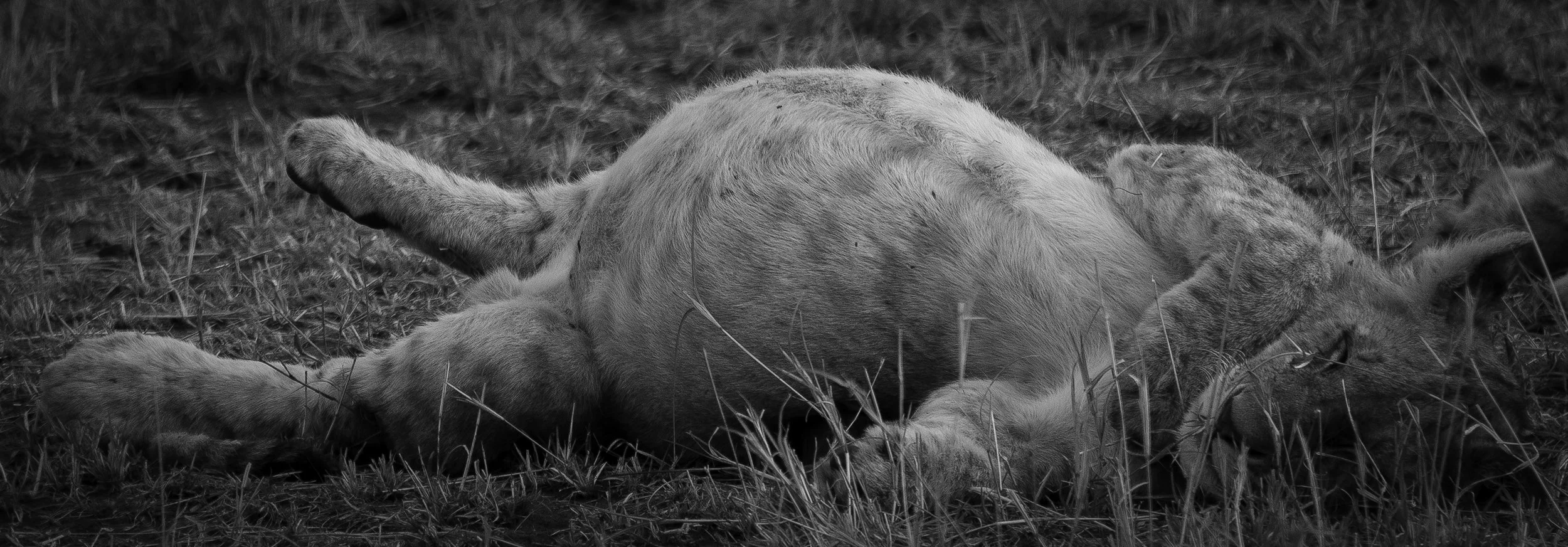 lion cub sleep.jpg