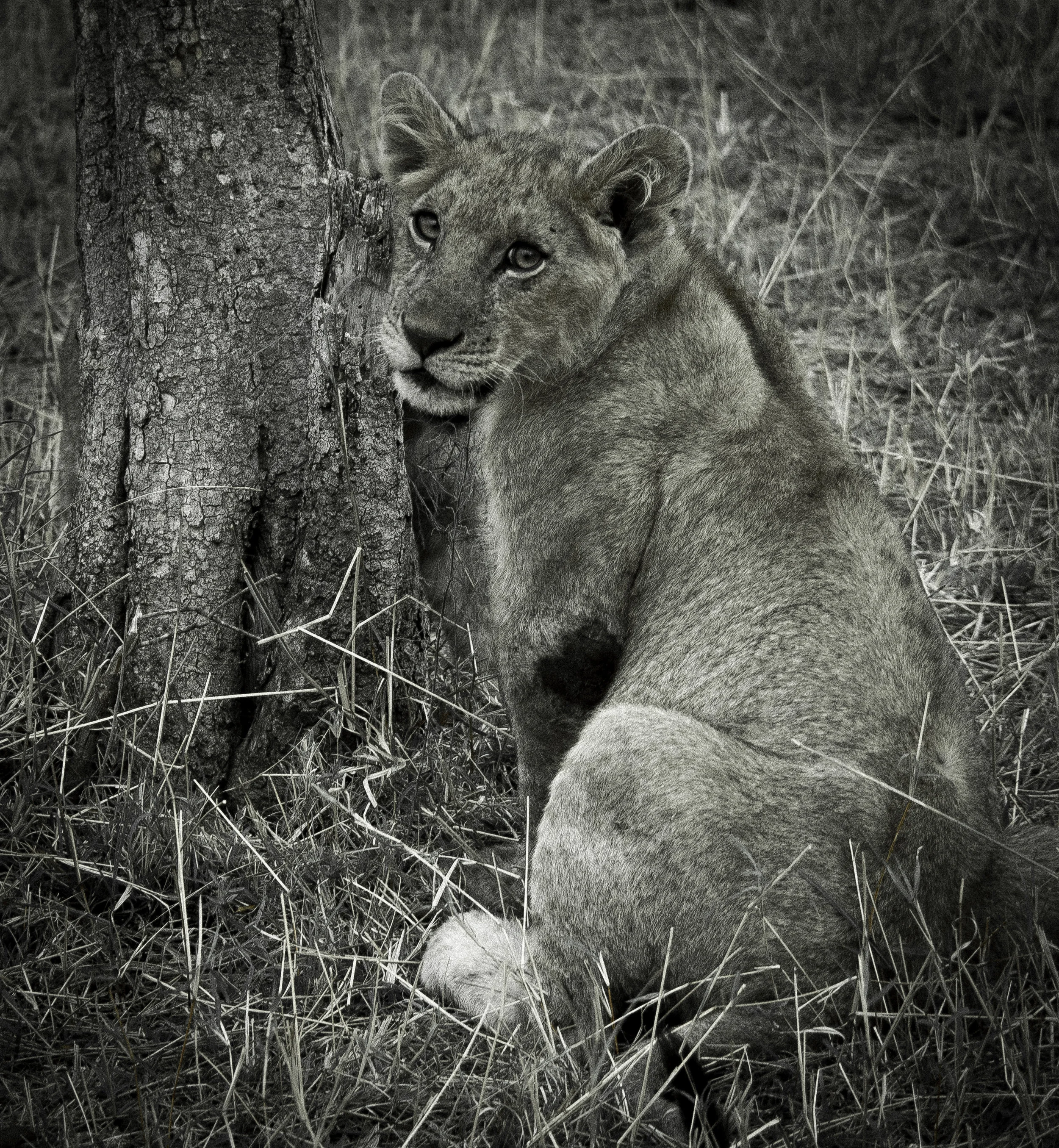 lion cub 4.jpg