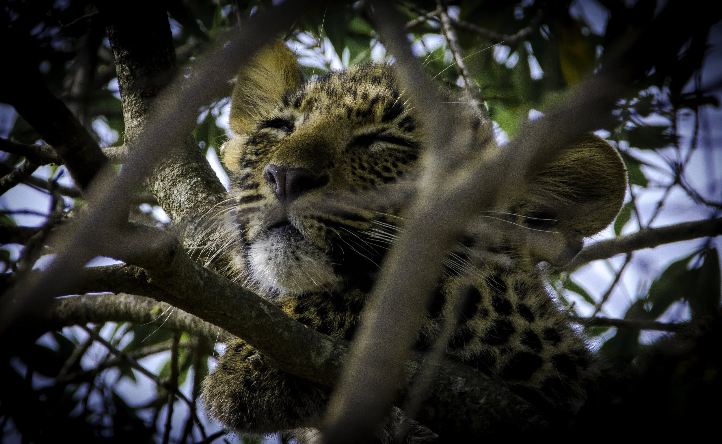 leopard cub tree 2.jpg