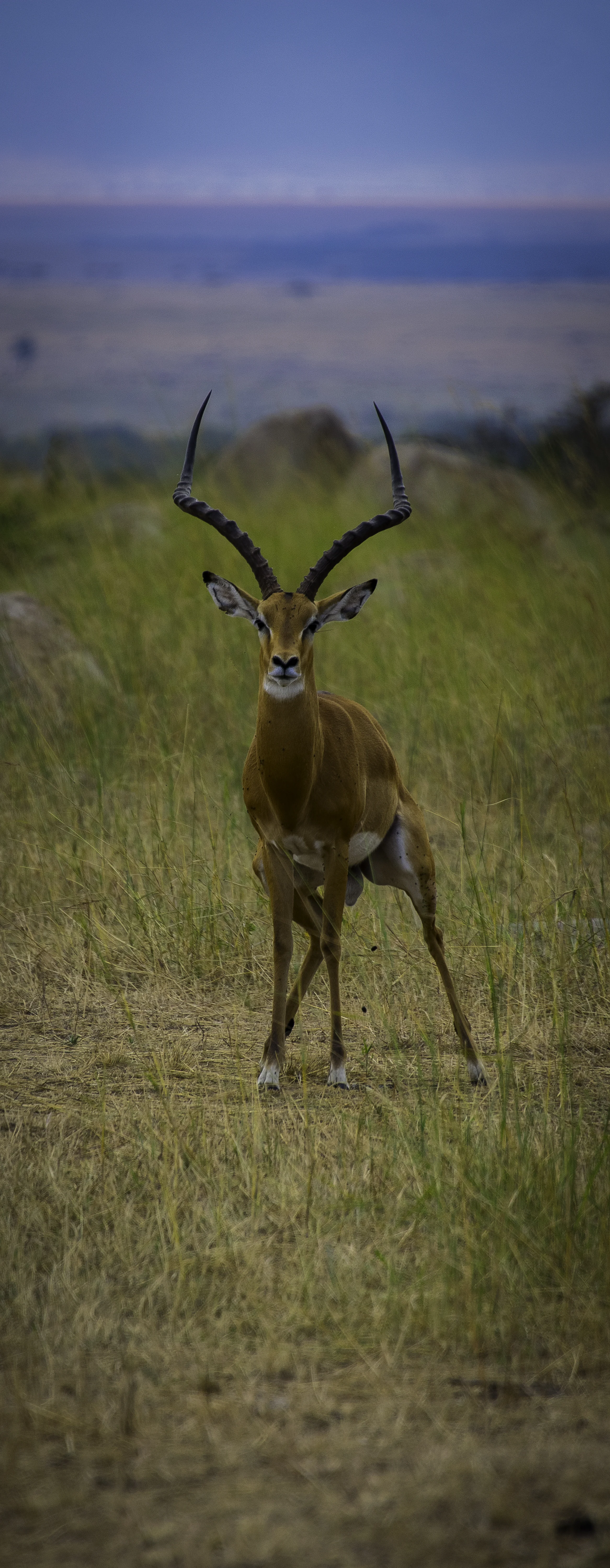 impala.jpg