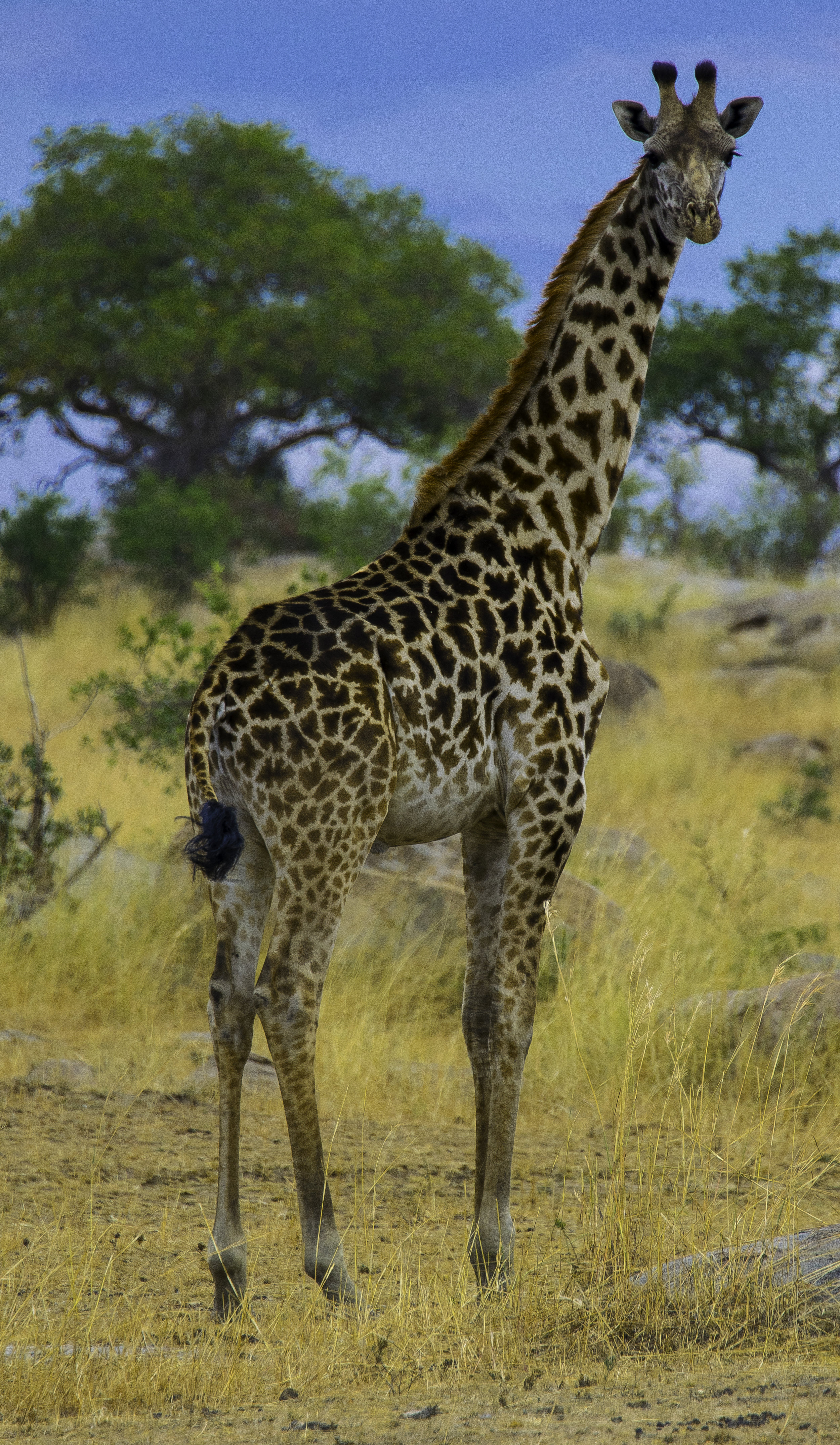 giraffe poser.jpg
