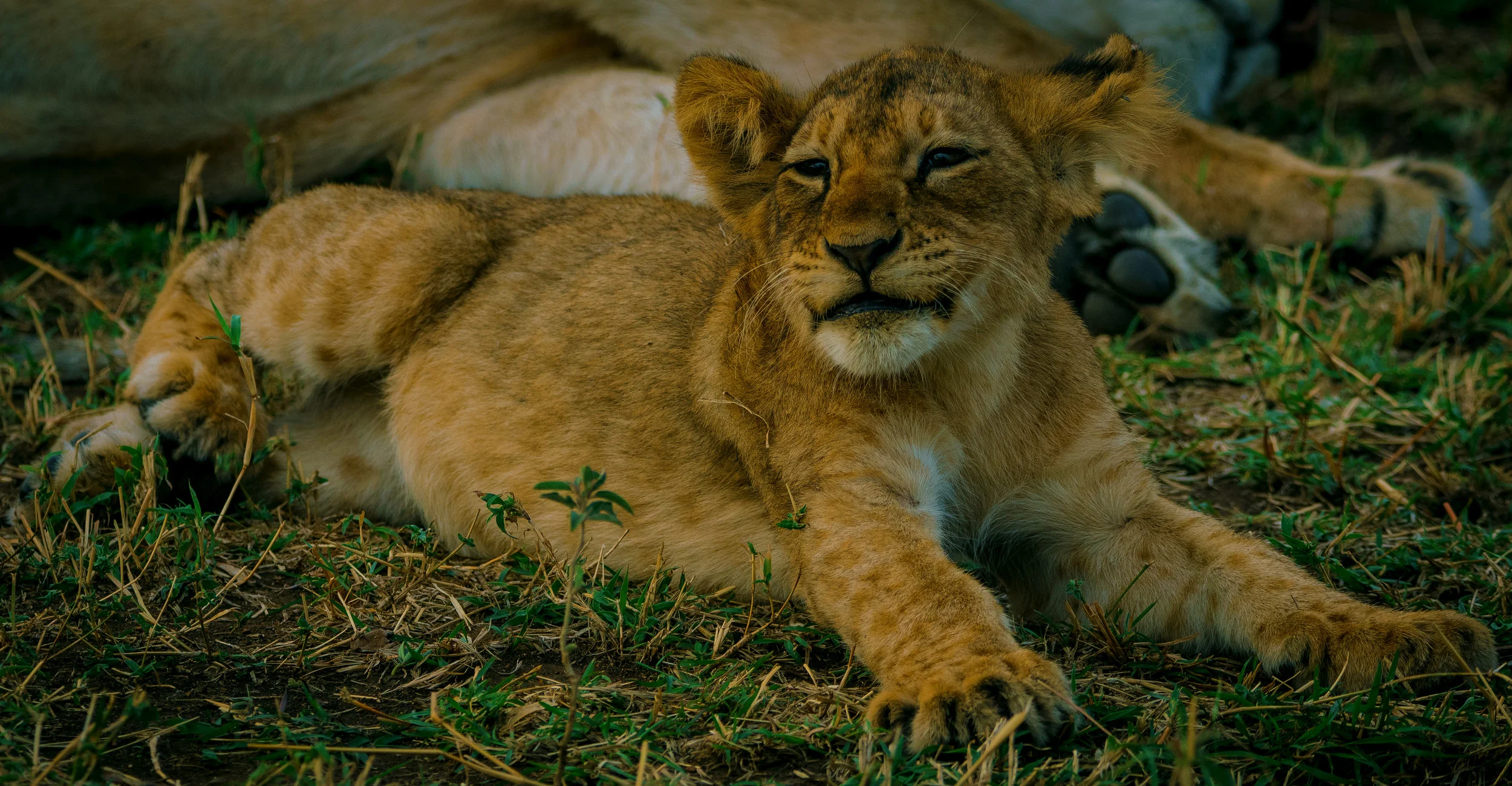 cub smile.jpg