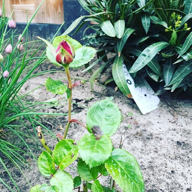 Tiny rose bush is blooming