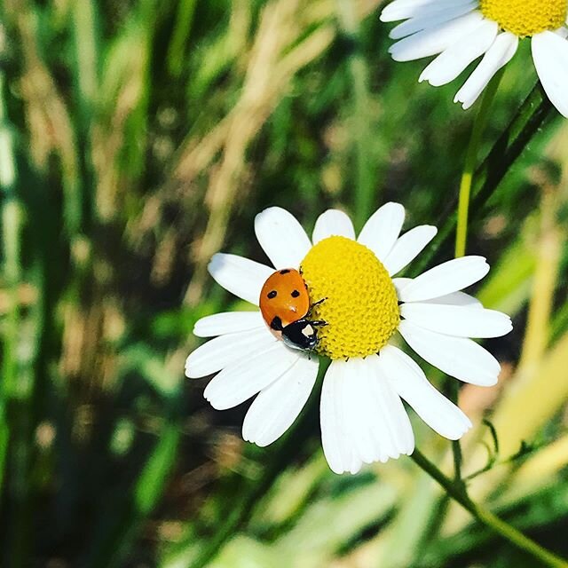 Picking Chamomile on my walk from the lab.