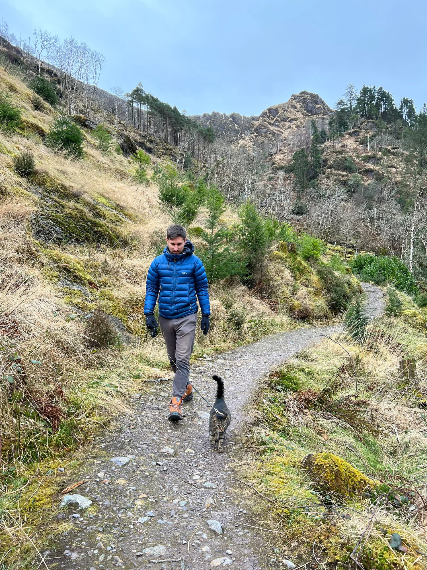 How to Travel with your Cat in a Campervan Vanlife with a Cat