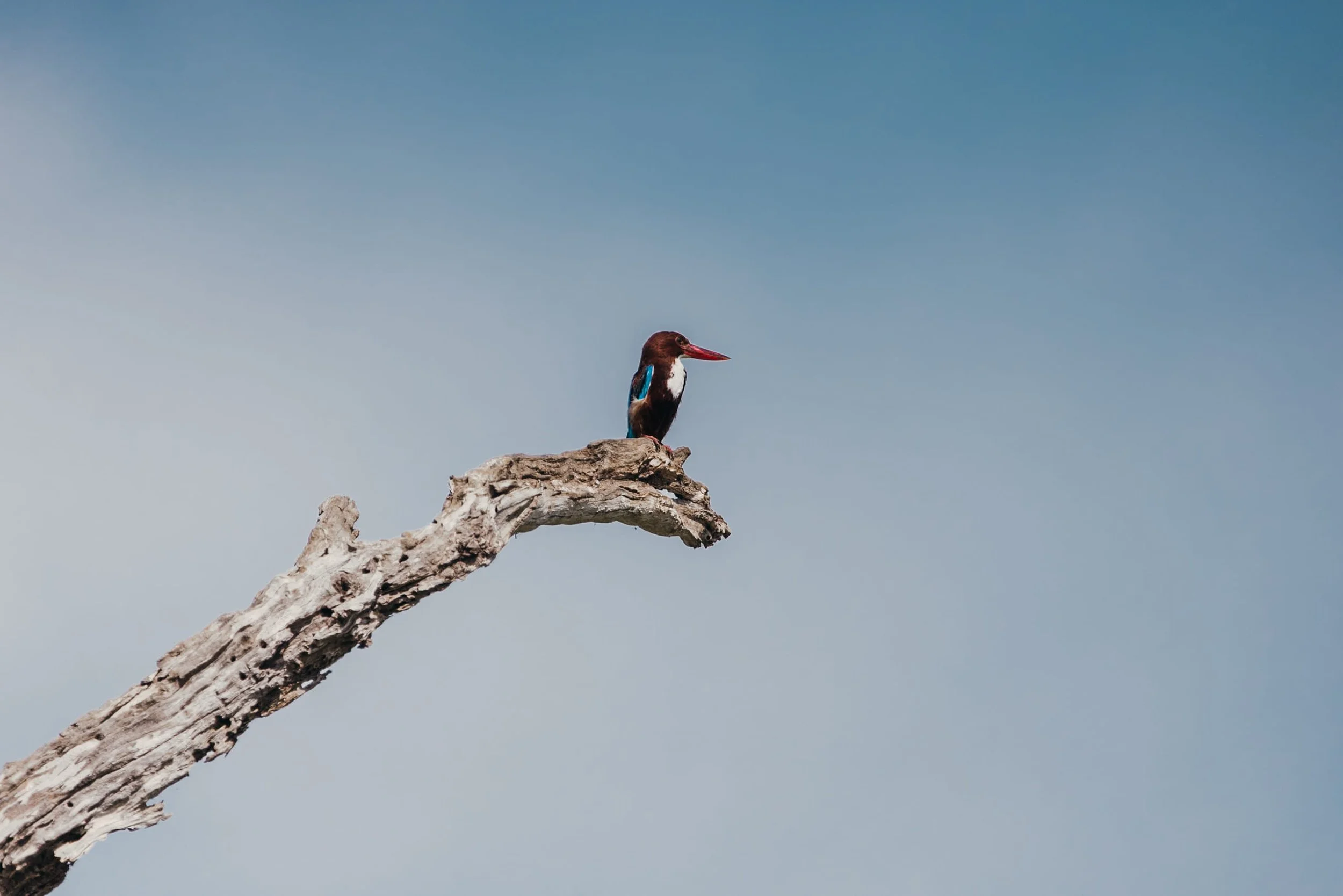 kingfisher perched on tree branch in yala