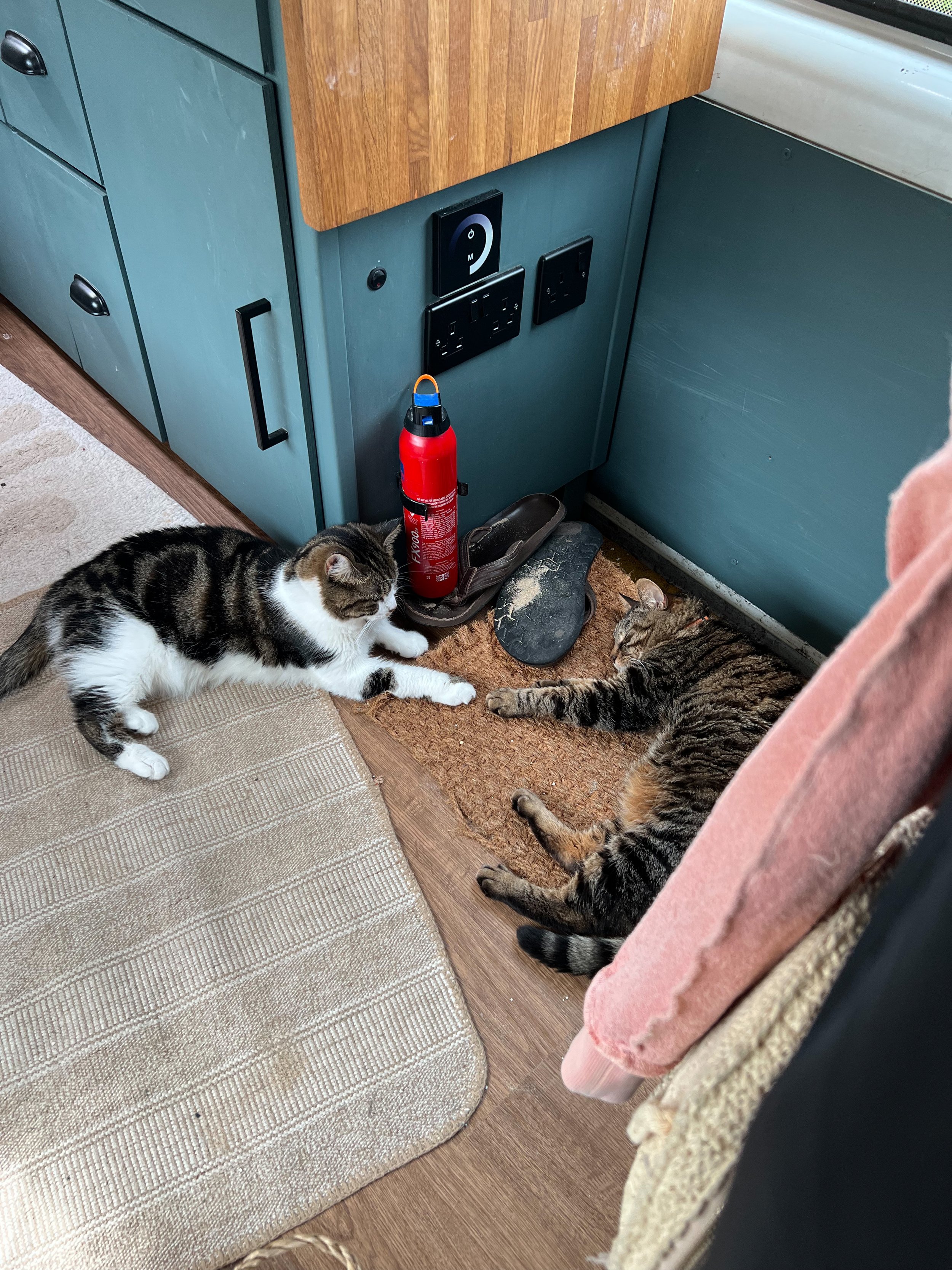 How to Travel with your Cat in a Campervan Vanlife with a Cat