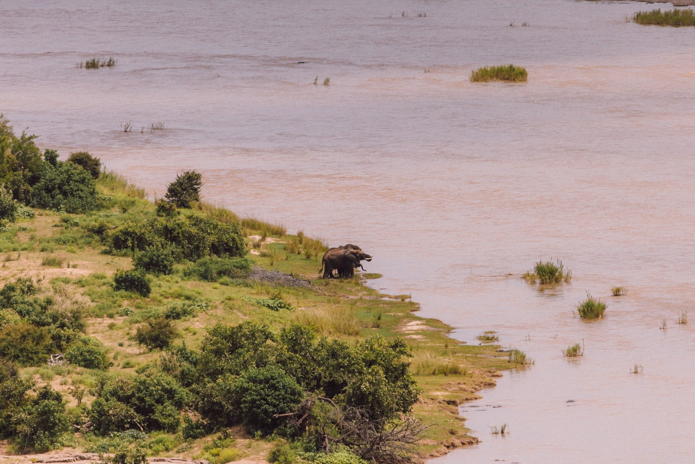 group of elephants gather at olifants river edge to drink
