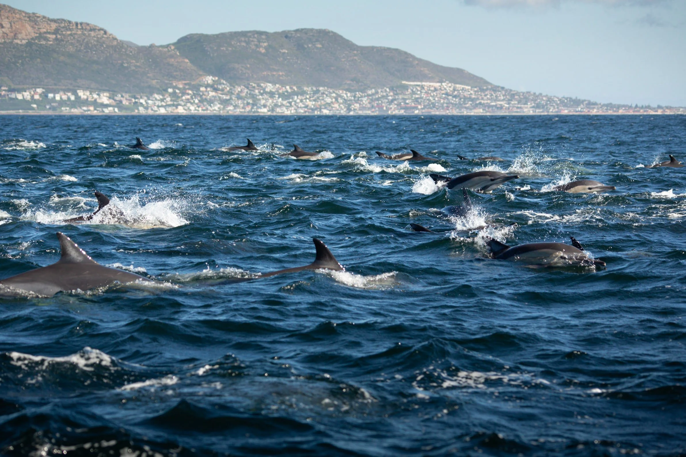 a huge pod of dolphins swimming alongside our boat as they swim and jump out of the water