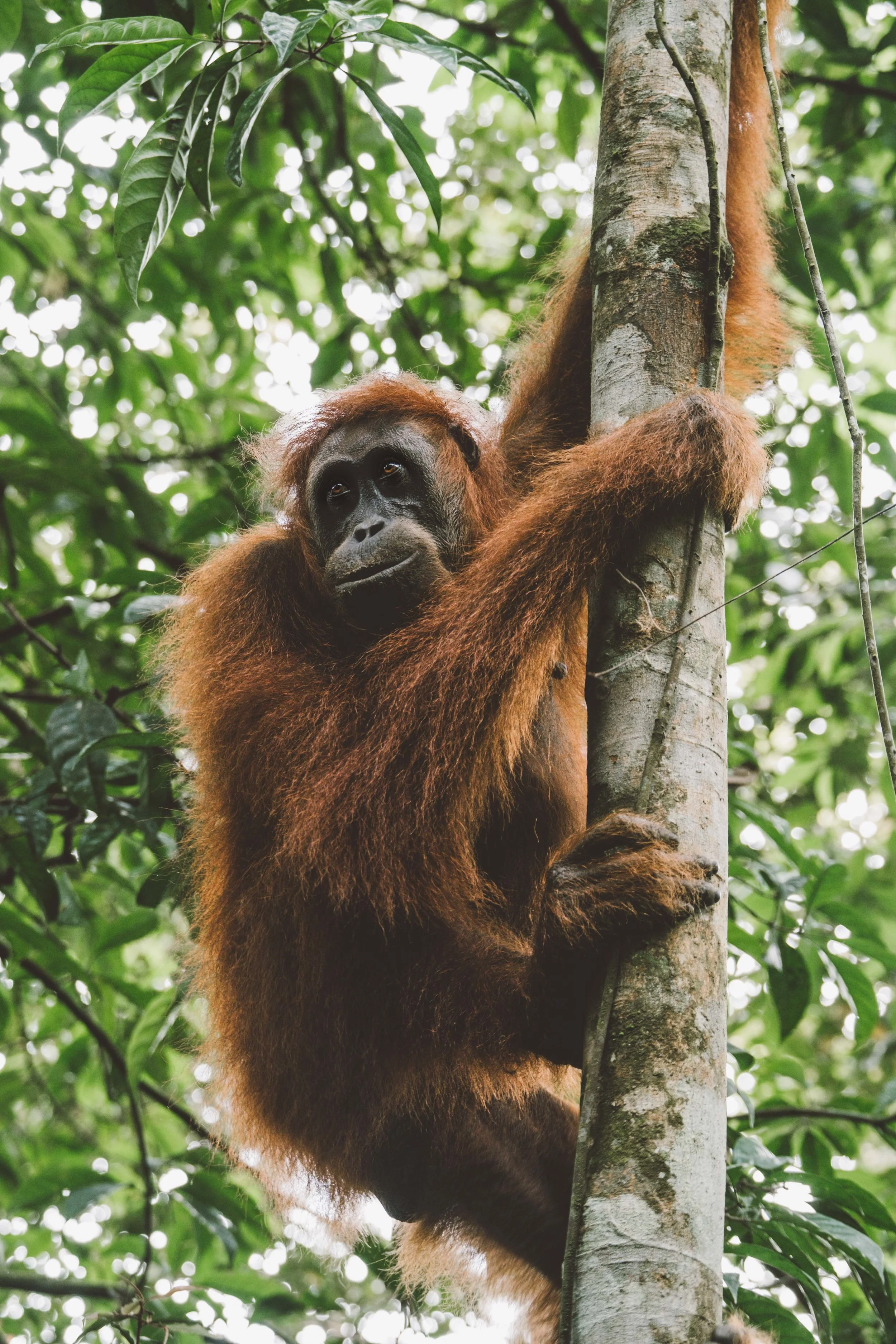 sumatra-1-7.jpg