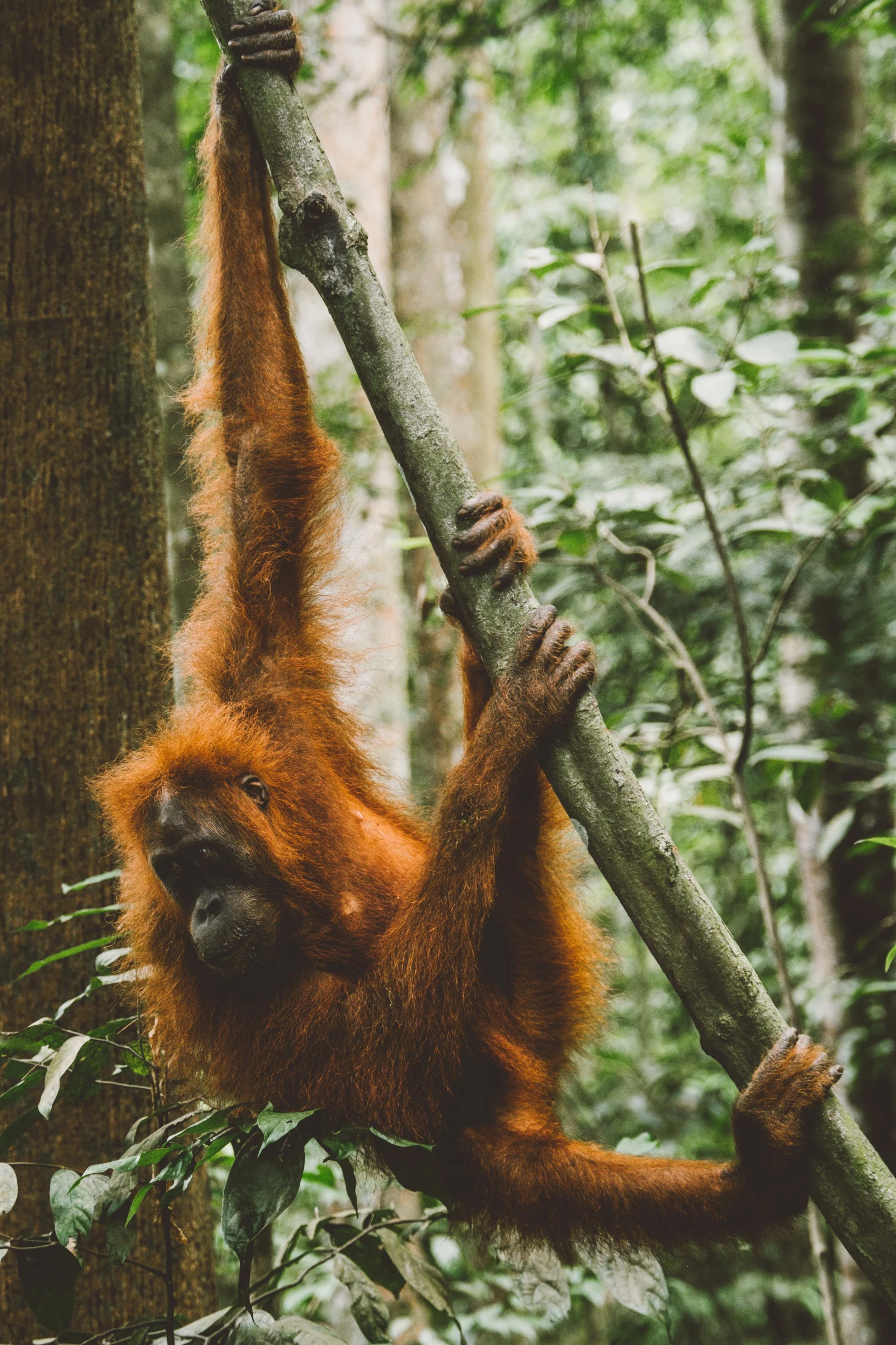 sumatra-1-10.jpg