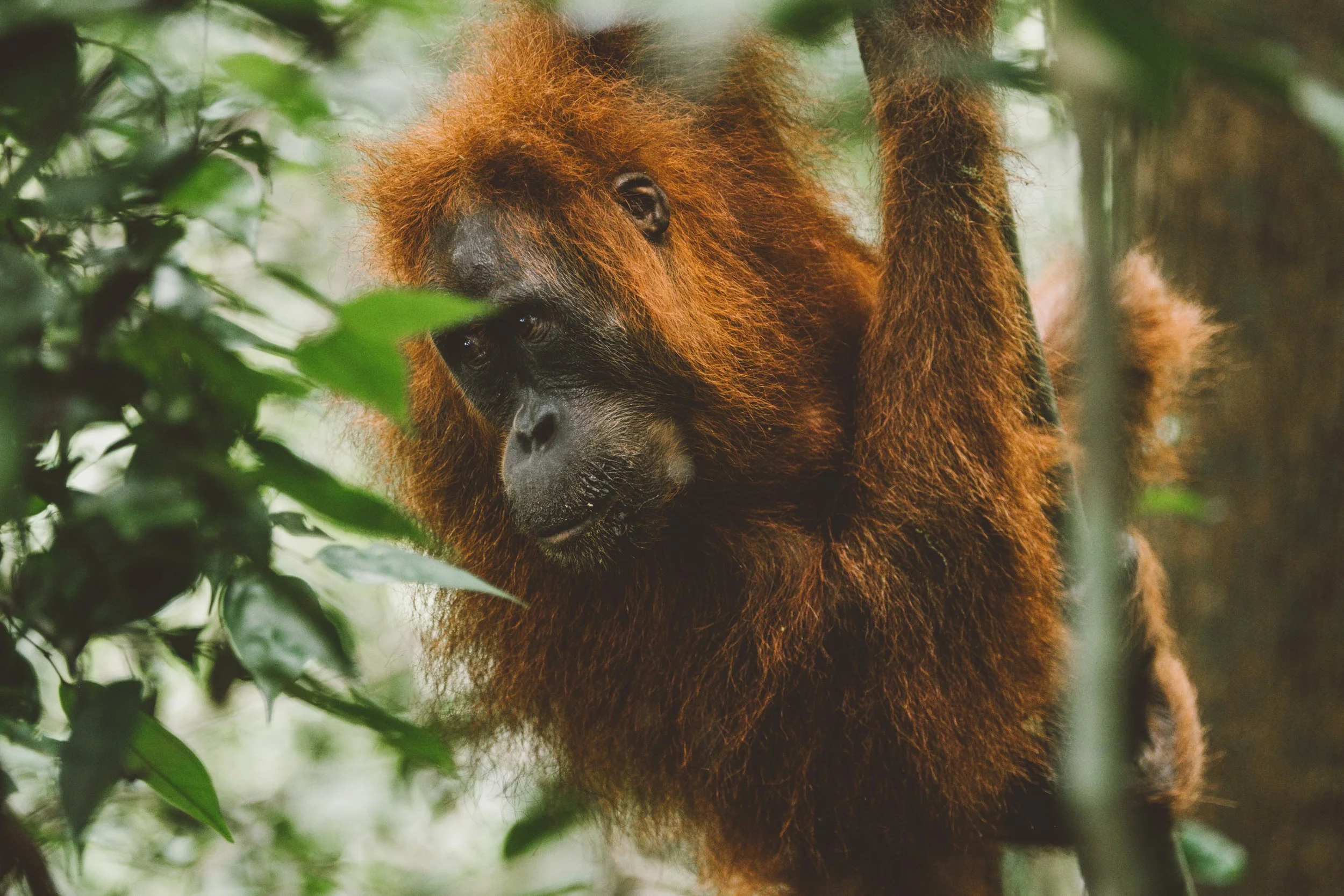 sumatra-1-9.jpg