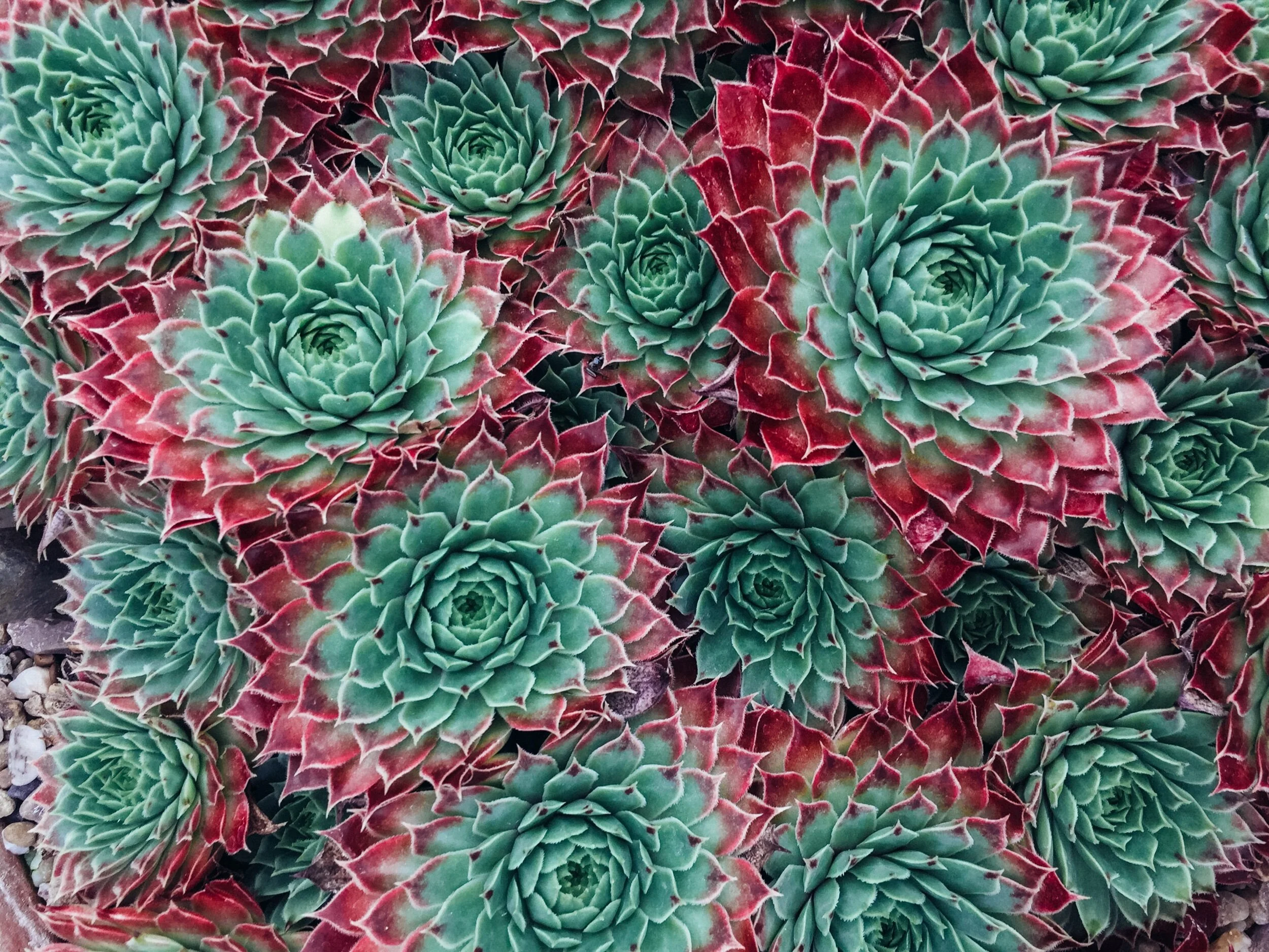 Kew Gardens