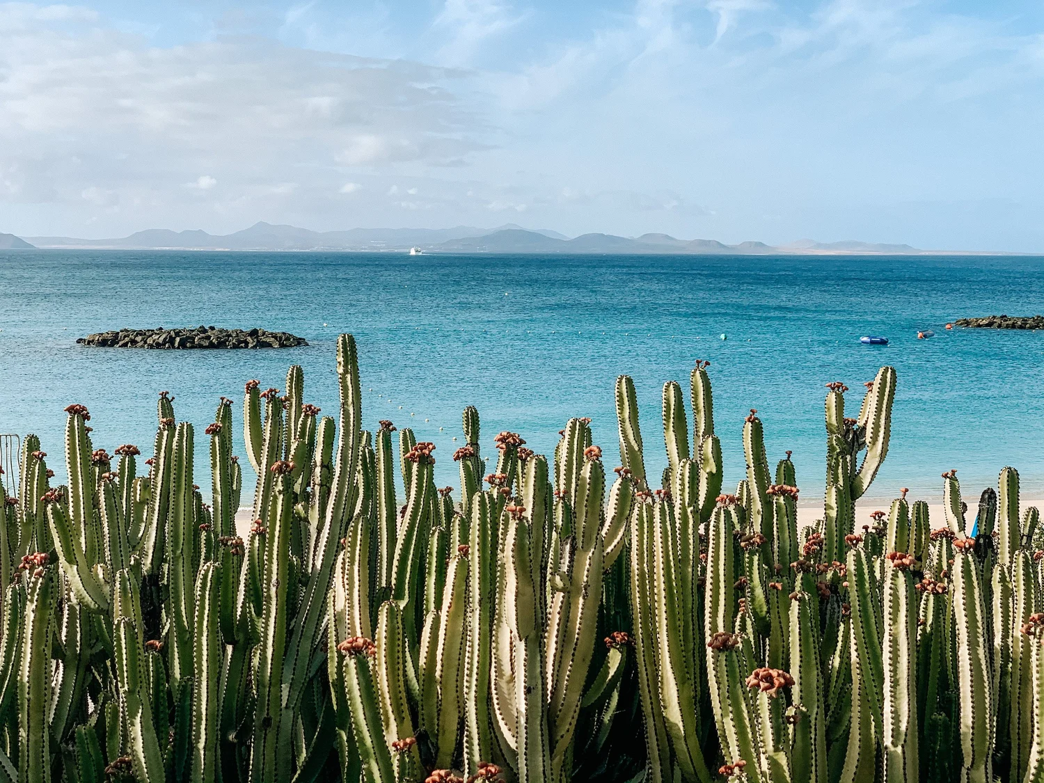 dracaena sanderiana vermehrung Dracaena braunii 'Gold' – Glücksbambus, goldrandig