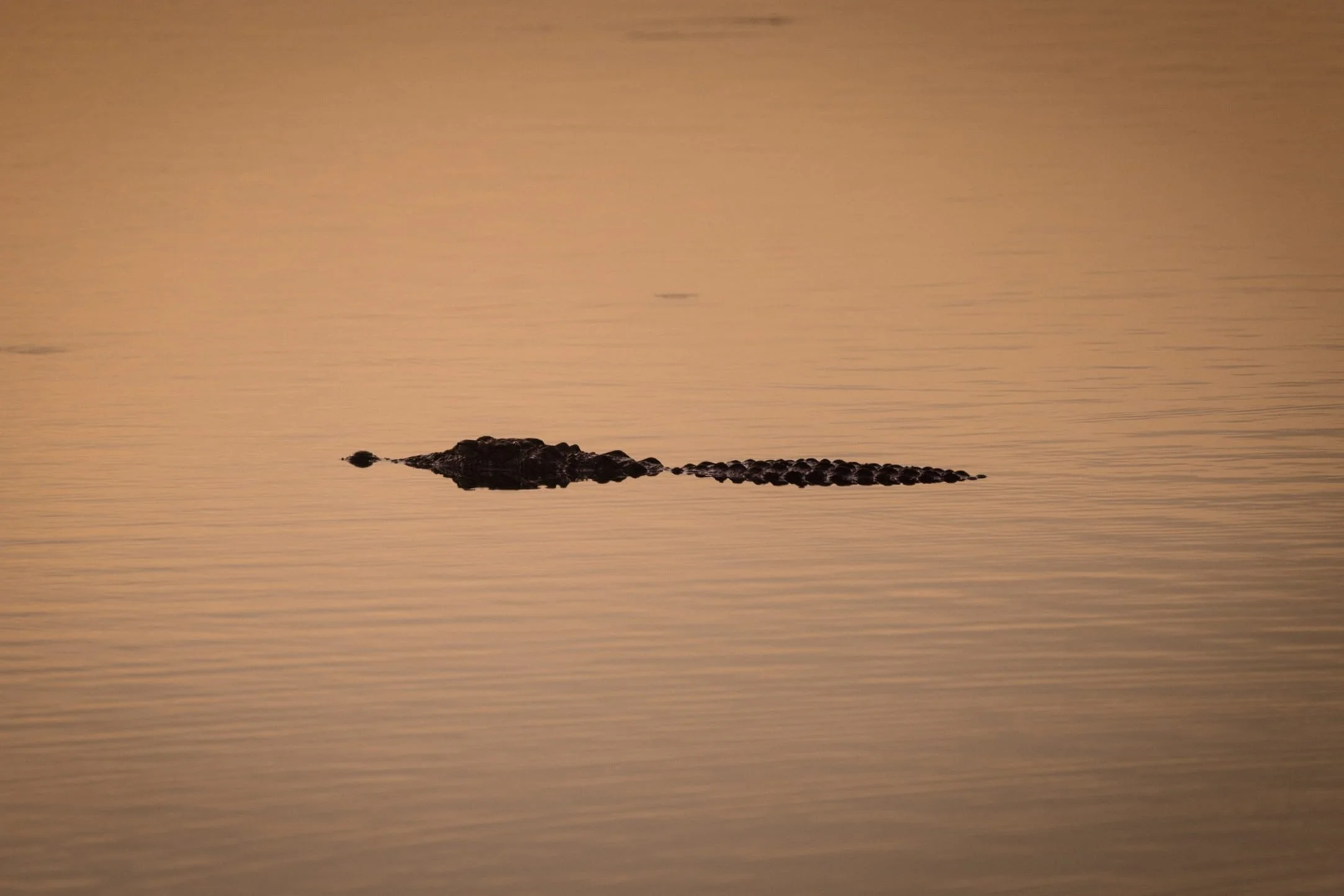 Complete guide to Yala National Park Safari | Sri Lanka's Wildlife