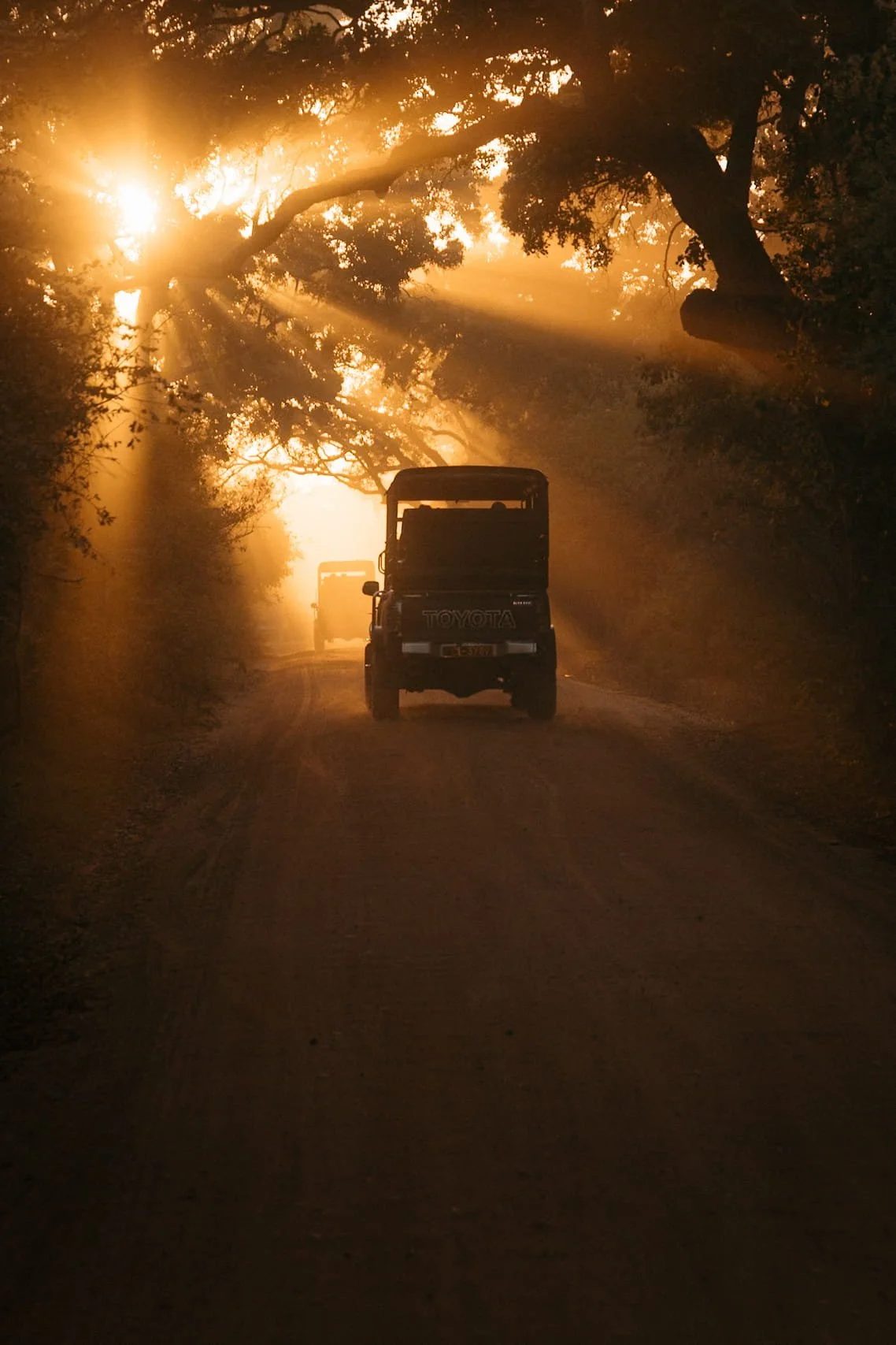 sun rays coming through the trees with jeeps on the road yala national park