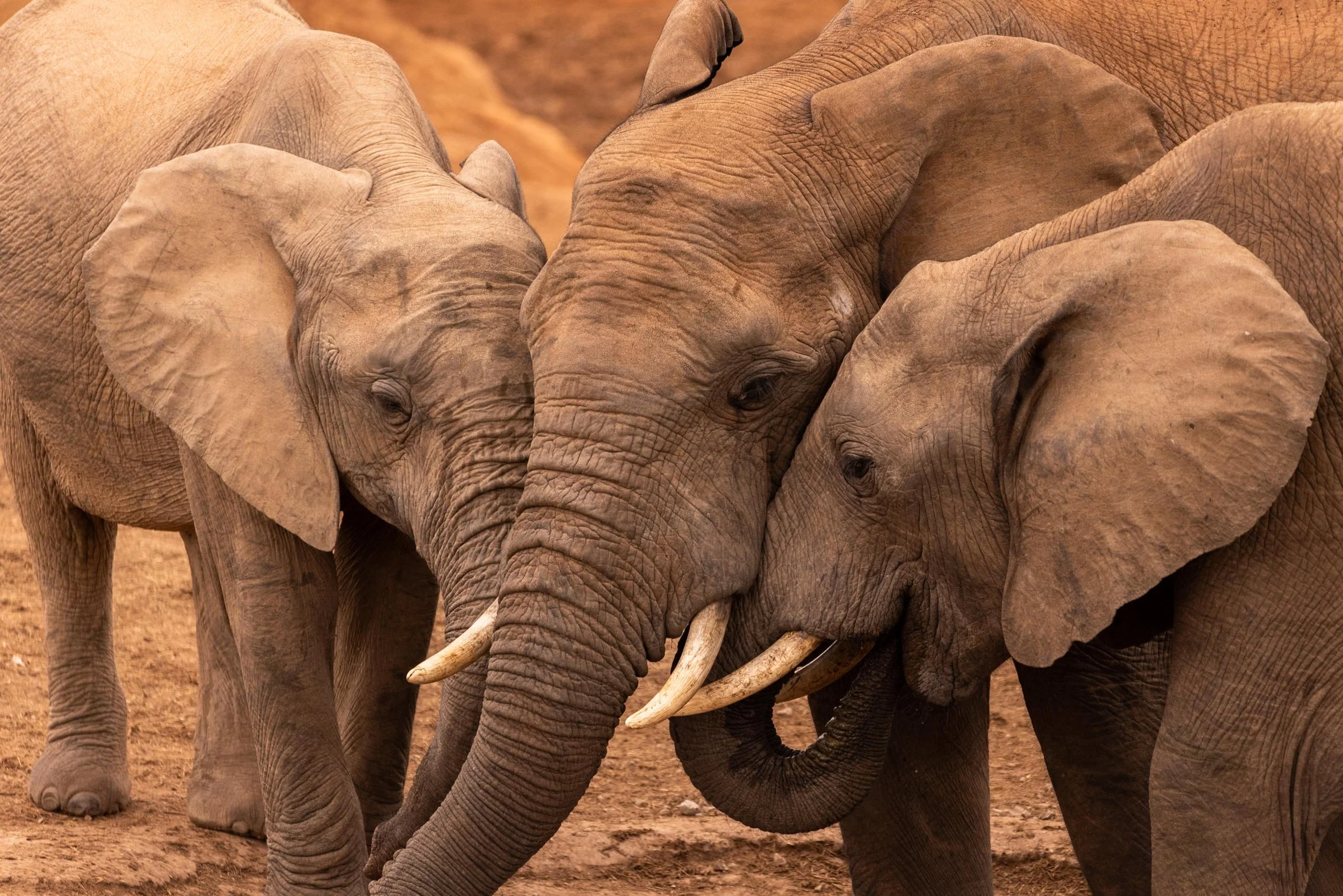 addo elephant national park