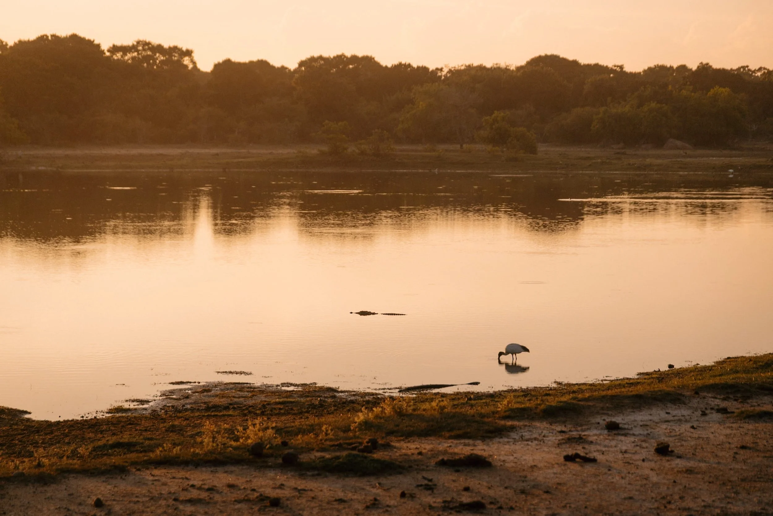 sunrise scene over lake in yala with crocodile and bird silhouette
