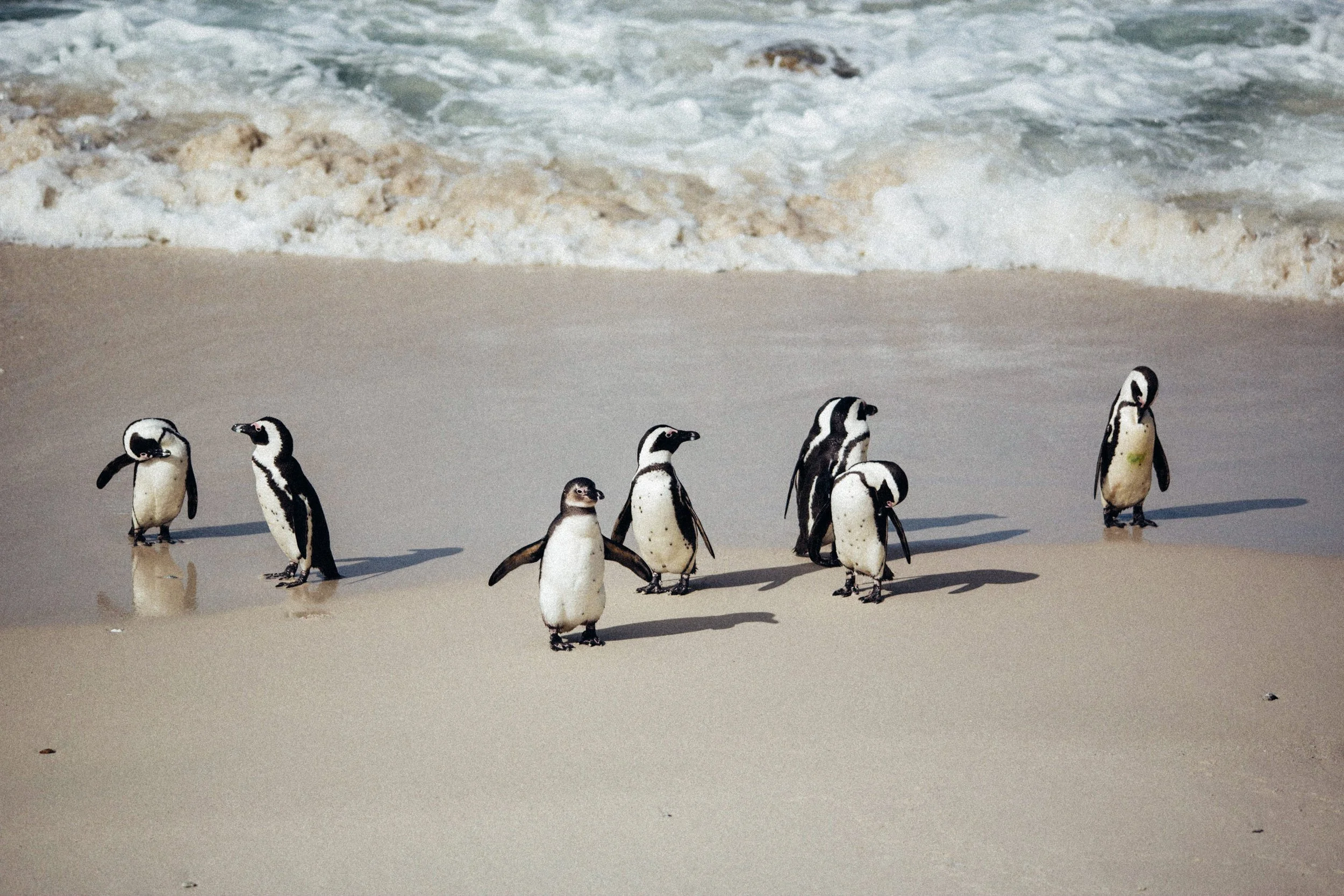 boulders beach penguins cape town