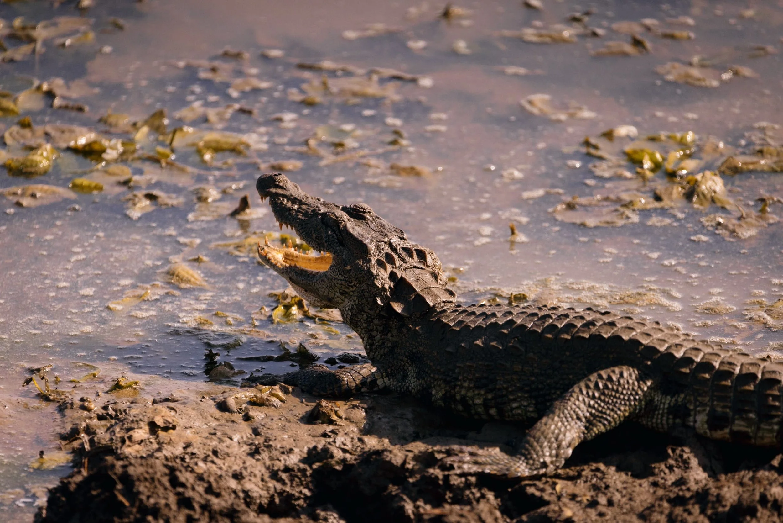 crocodile with mouth open trying to stay cool in yala sri lanka