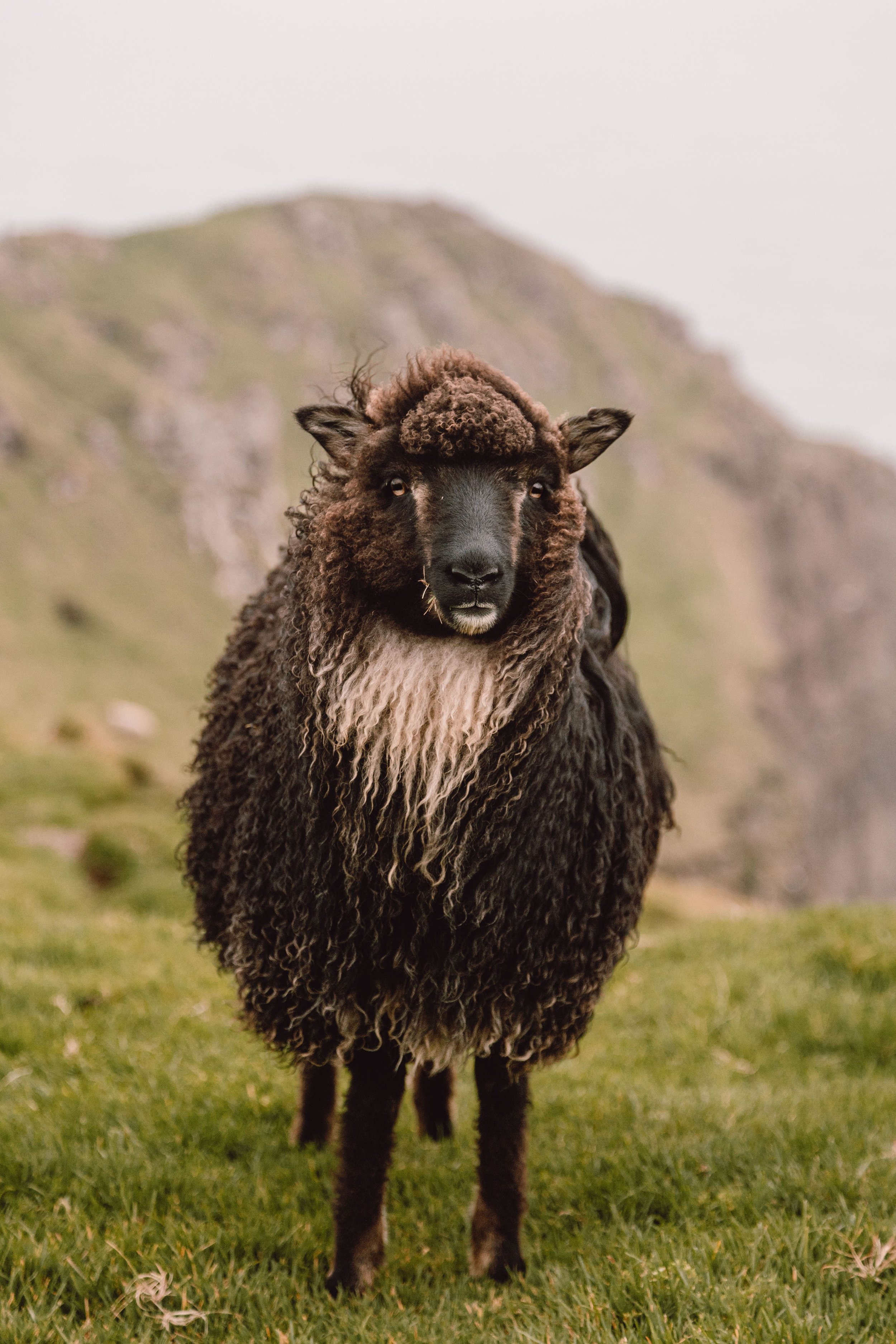 Brown curly faroese sheep with cliffs in background