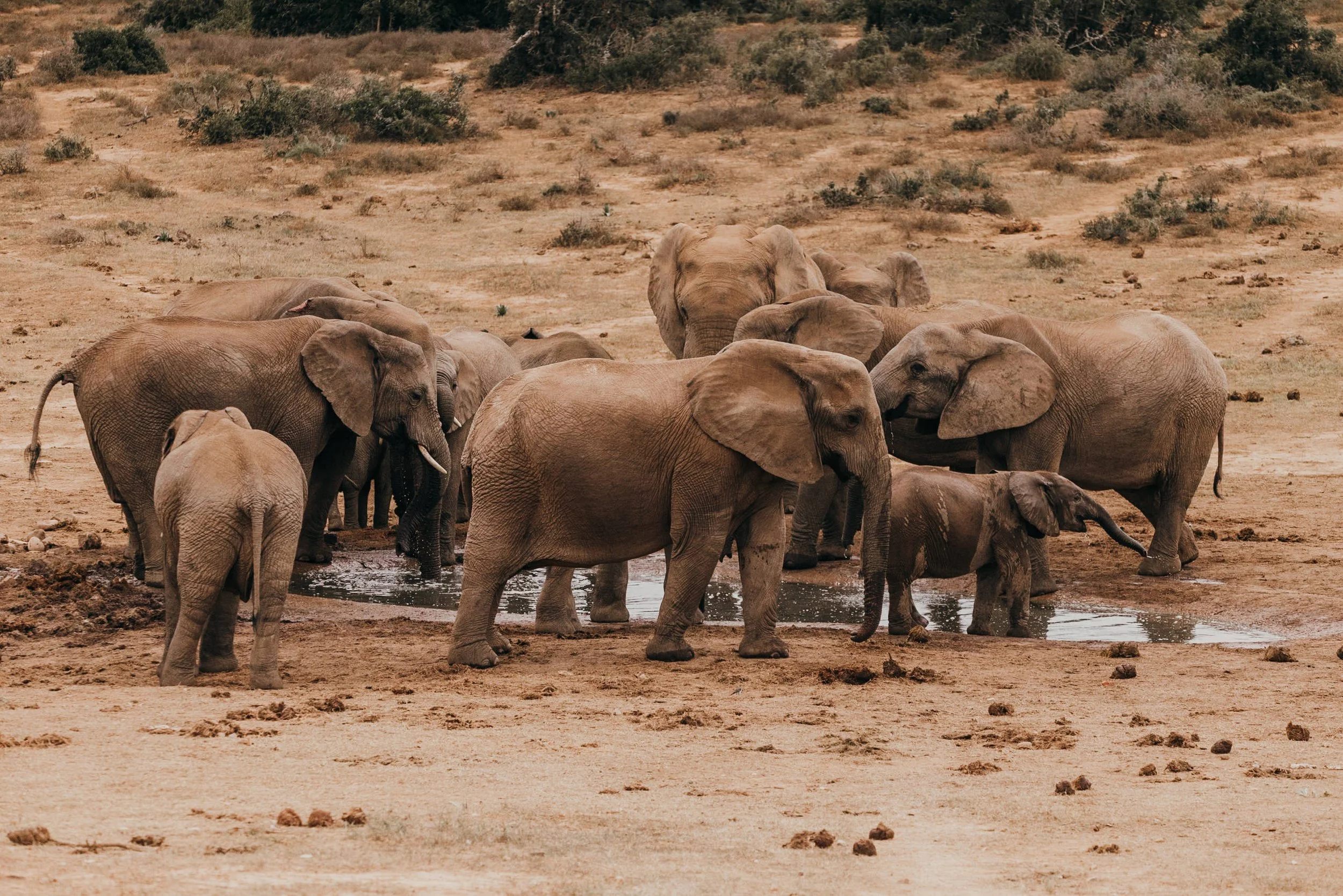 addo elephant national park