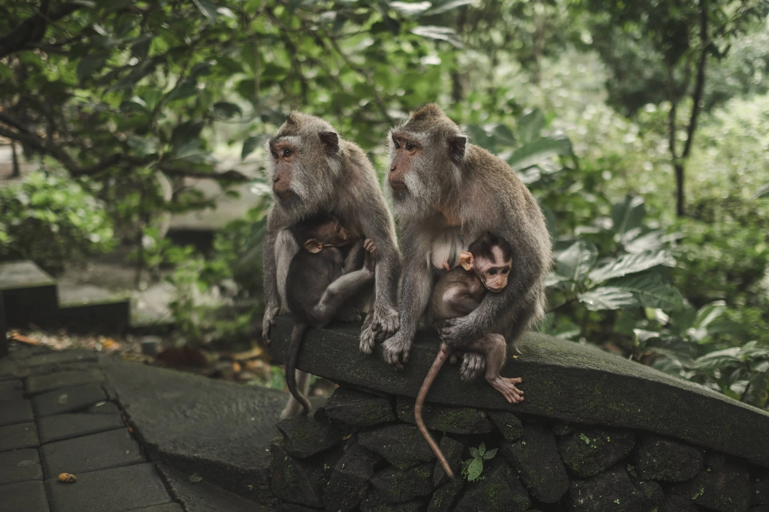 monkey forest ubud bali