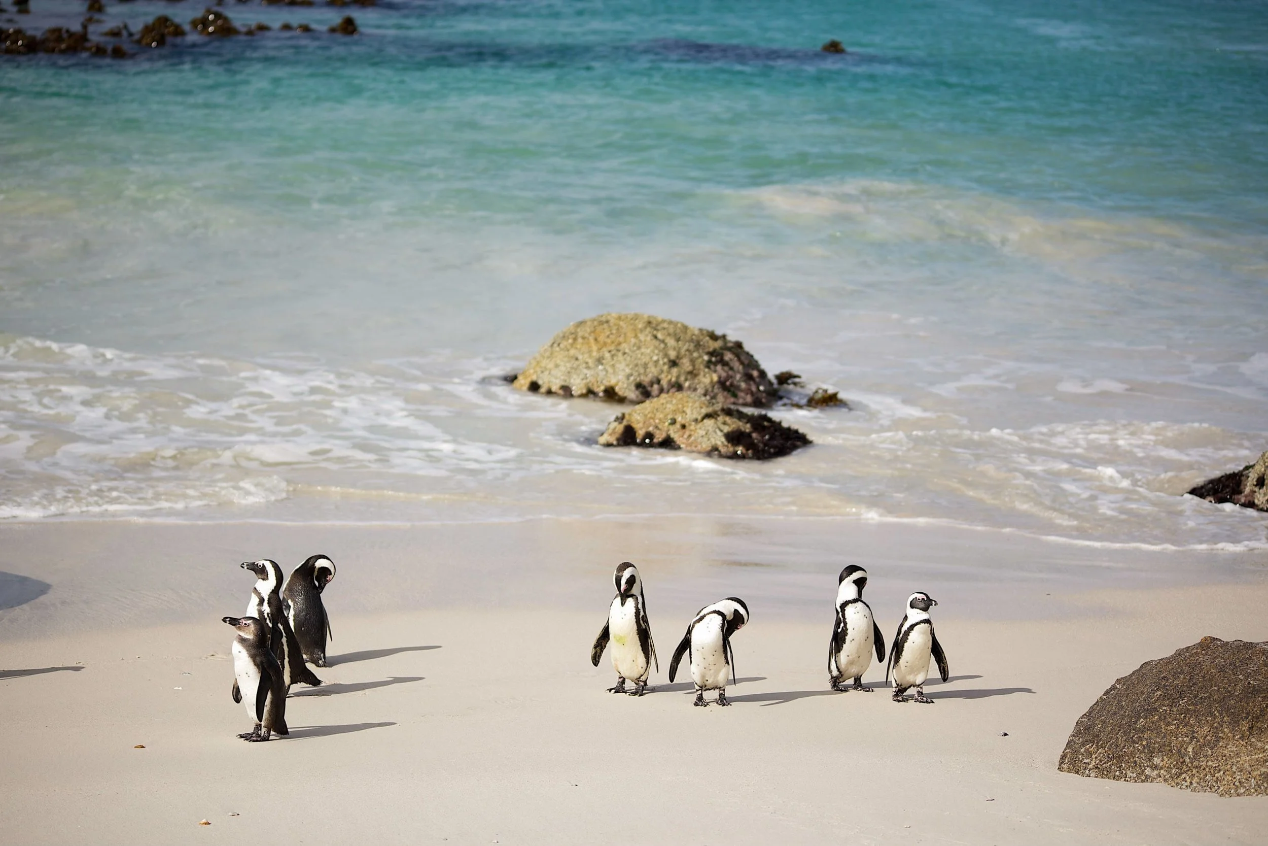 penguins on boulders beach cleaning themselves with clear water behind them
