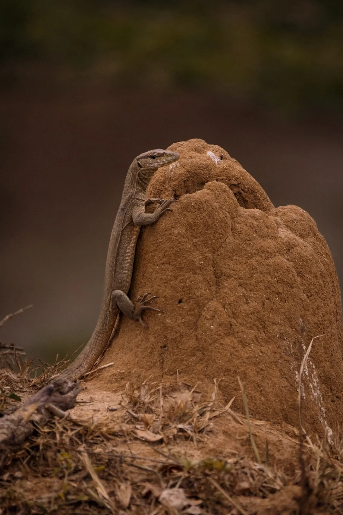 monitor lizard in yala perched on termite hill