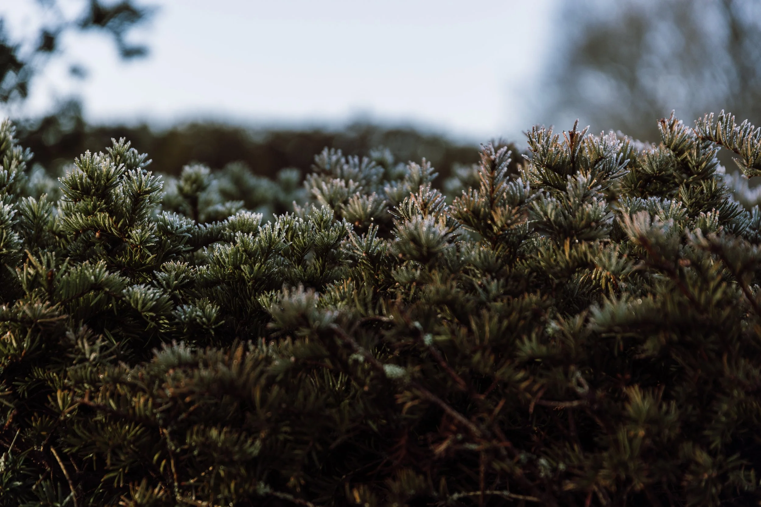 Hoar Cross Hall Gardens
